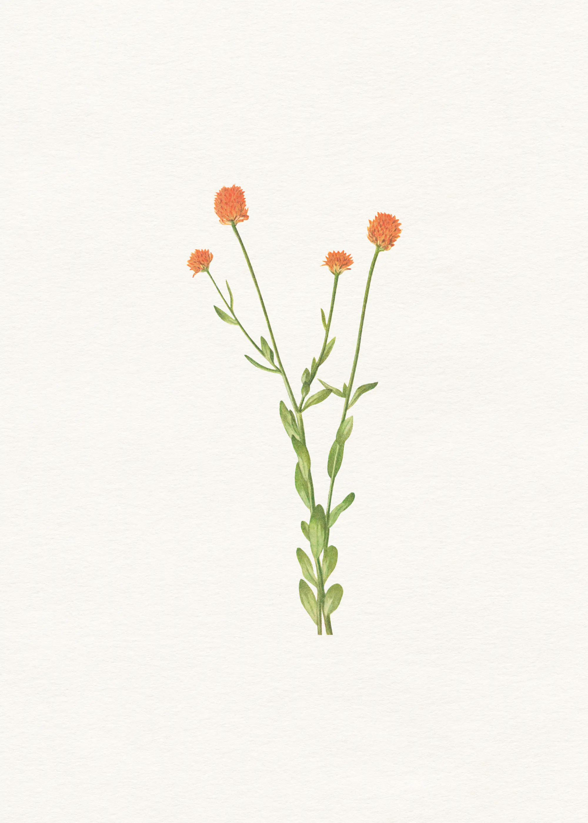 Oransje Villblomst Eleganse Plakat 0