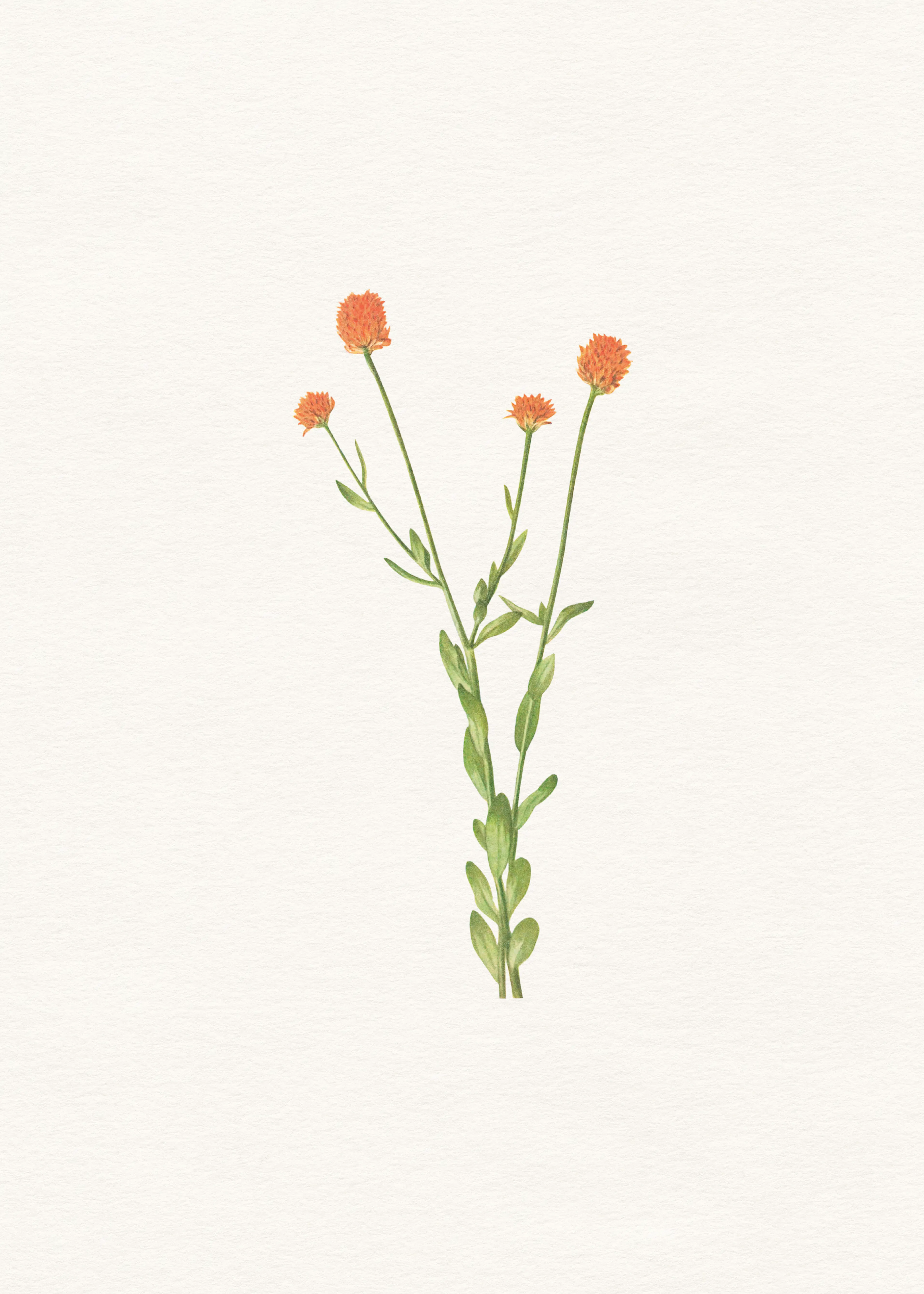 Orange Wildflower Elegance Poster 0