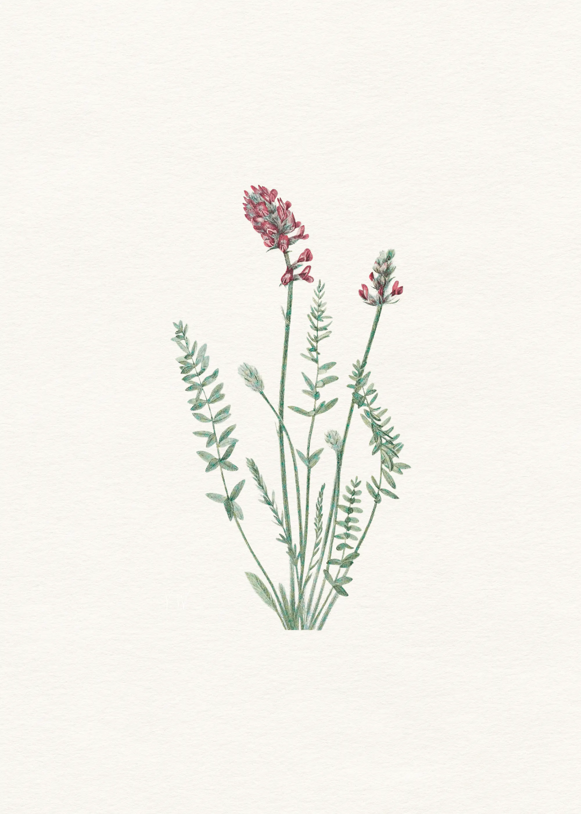 Grön Lavendelblomning Poster 0
