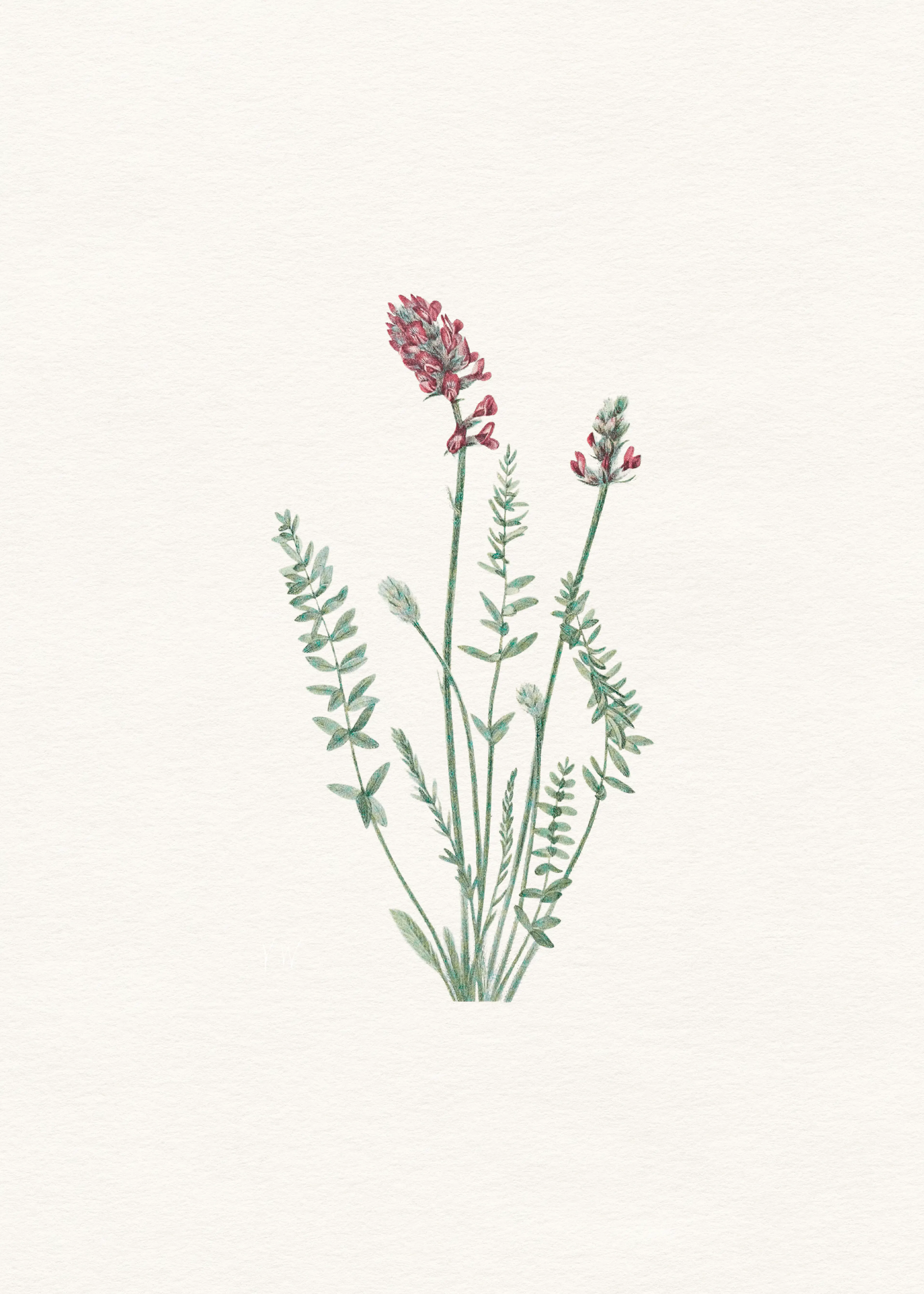 Green Lavender Bloom Poster 0