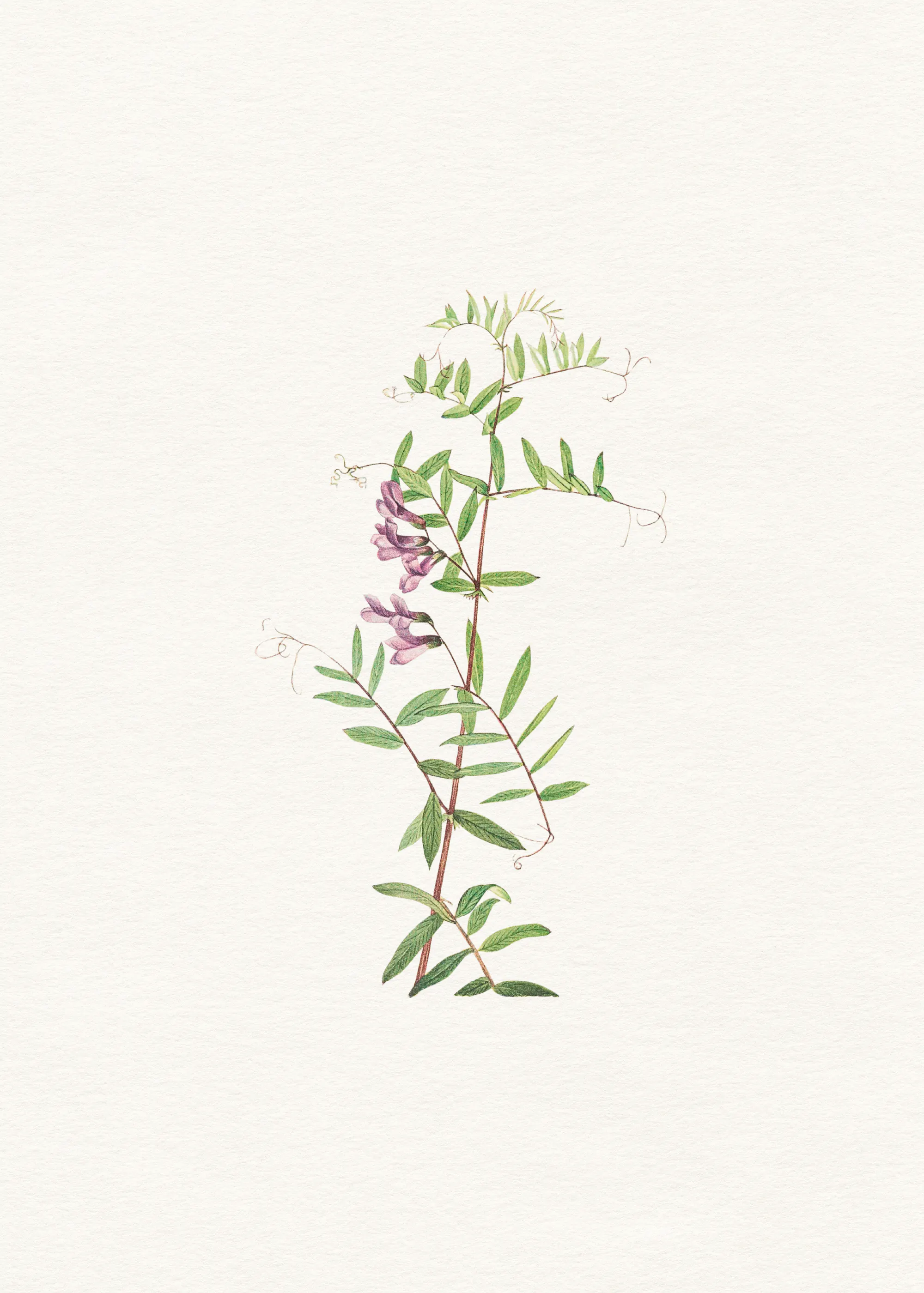 Flor Silvestre Delicada Salvia Póster 0