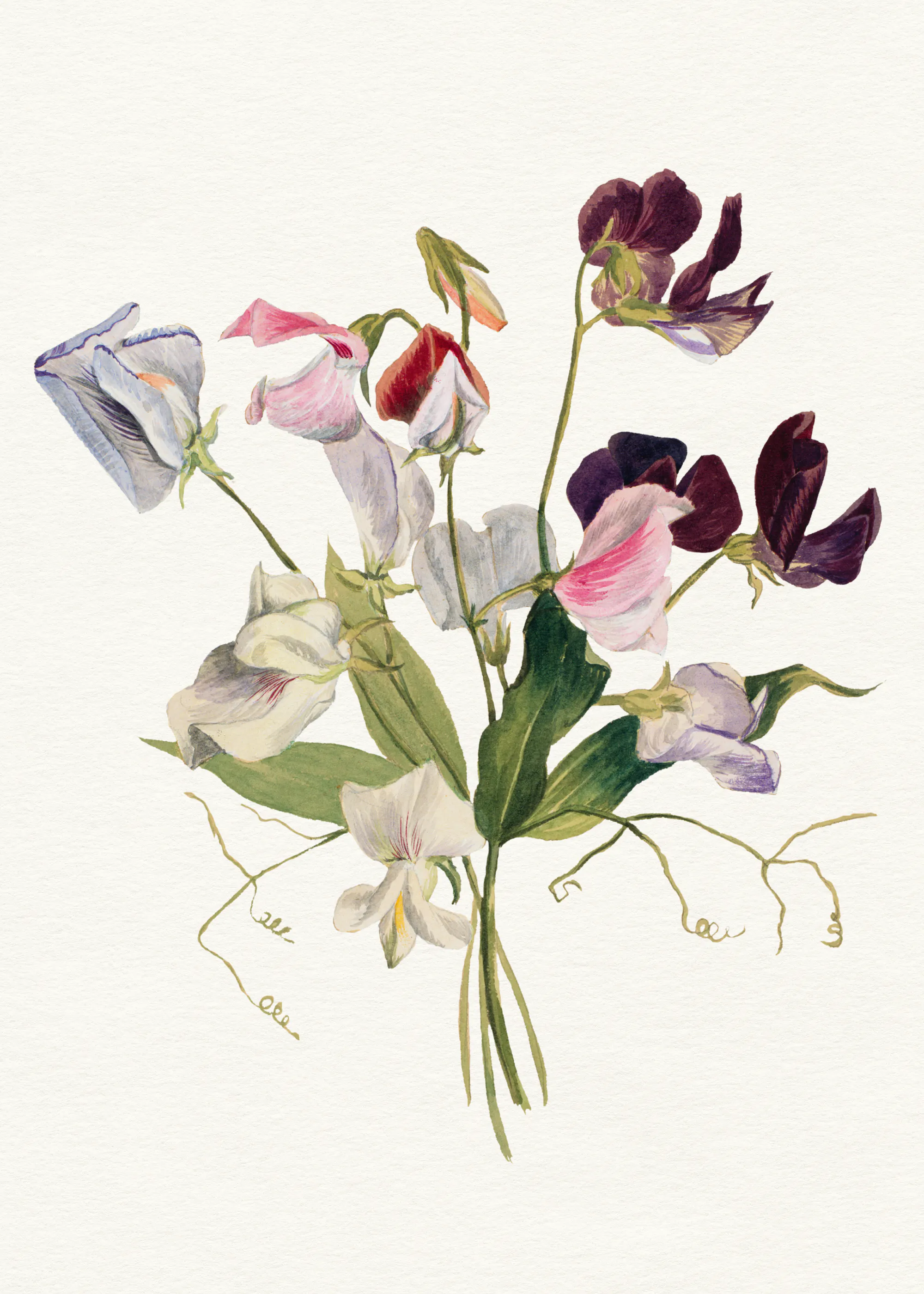 Flores Moradas Delicadas Póster 0