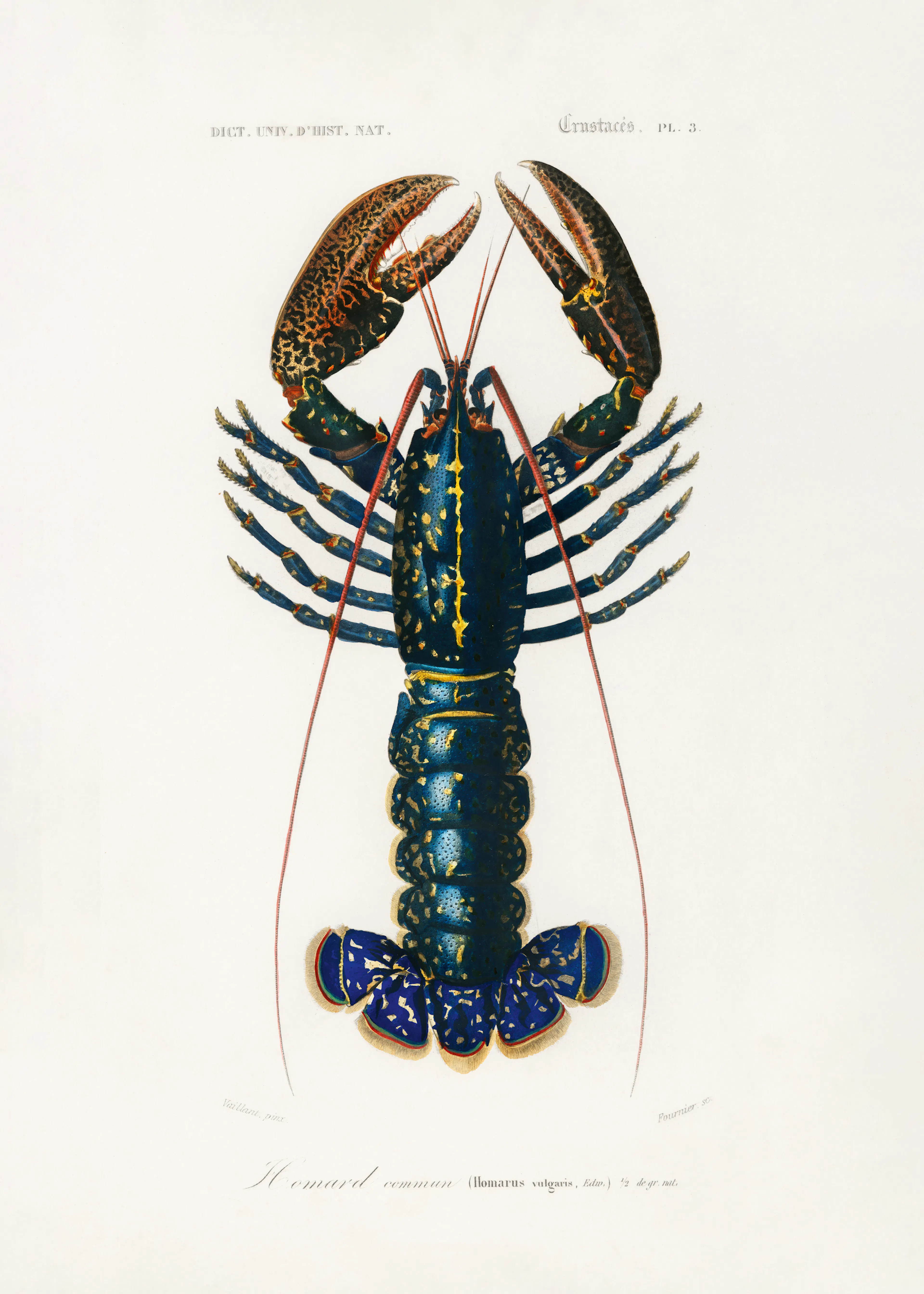 Dark Blue Lobster Poster 0
