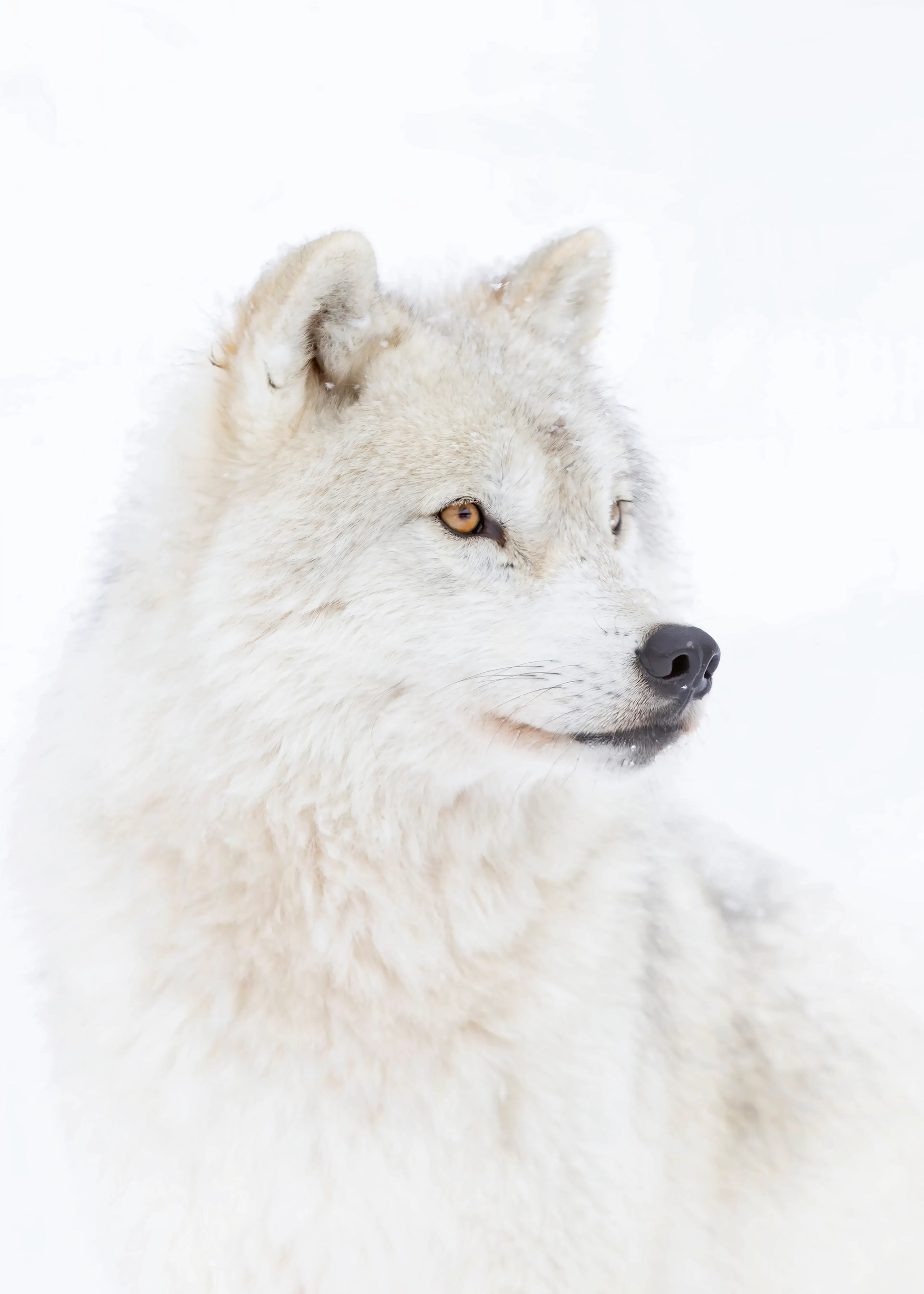 Arctic Wolf Poster 0