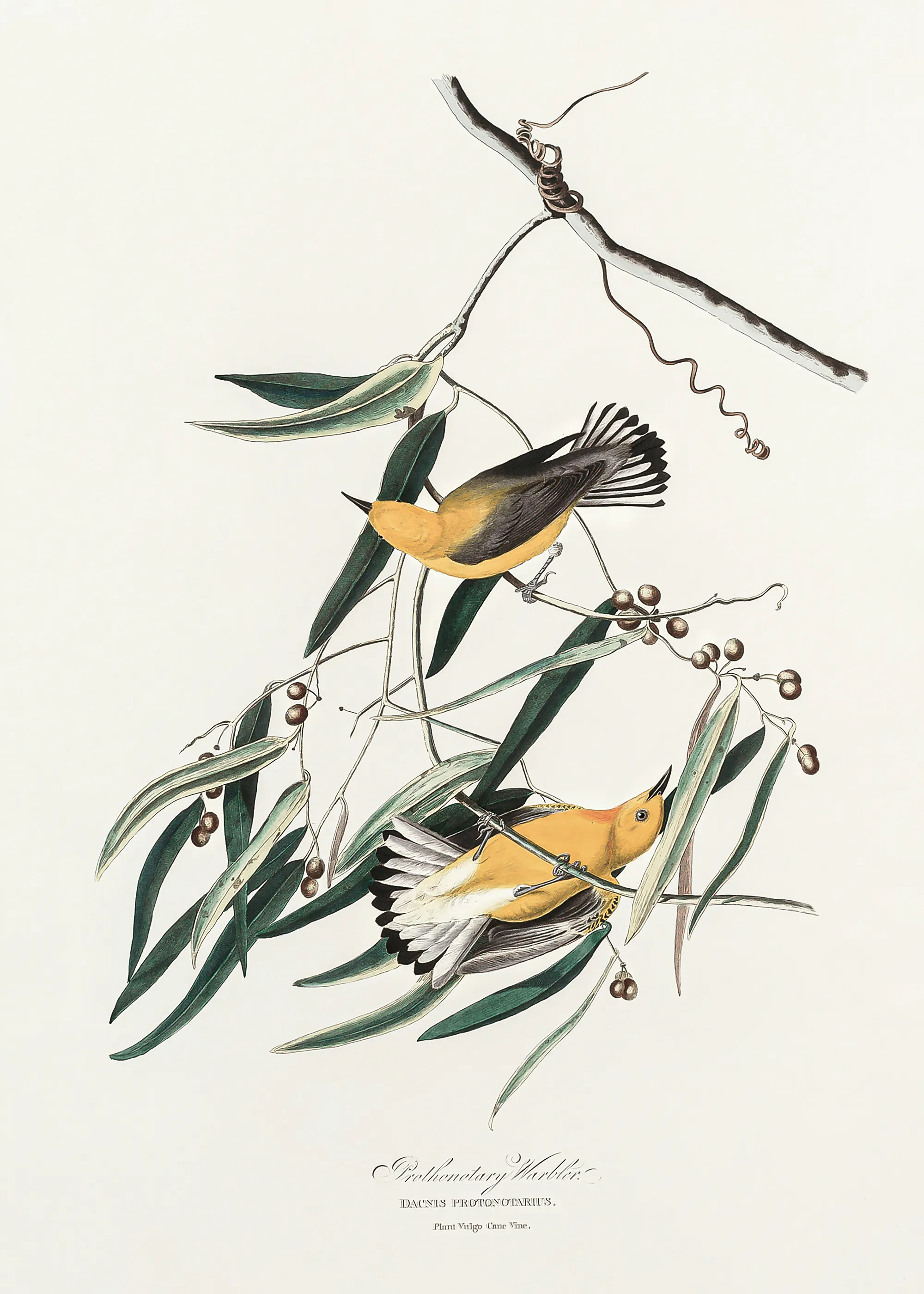 Yellow Birds Poster 0