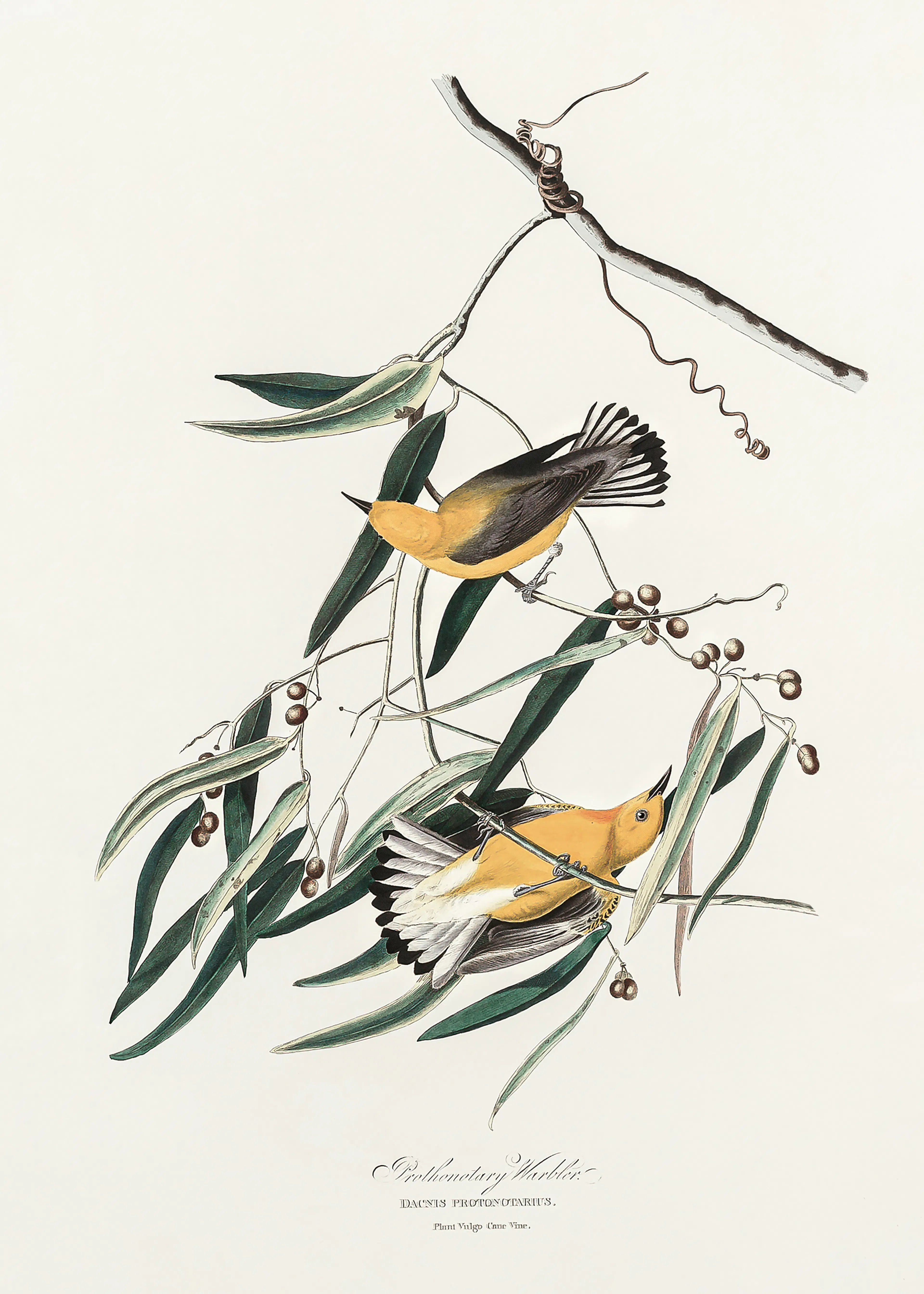 Yellow Birds Poster 0