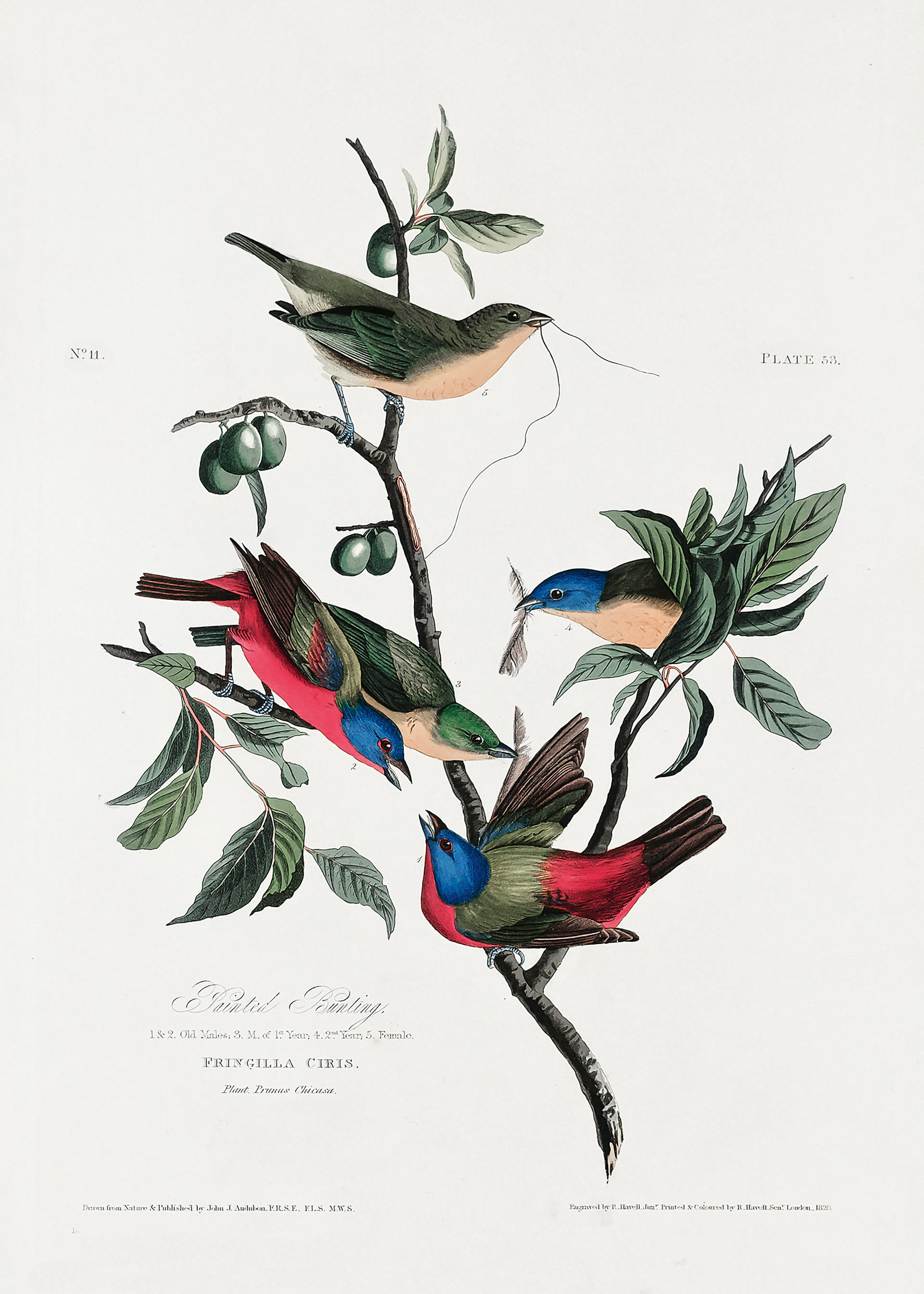 Colorful Hummingbirds Poster 0