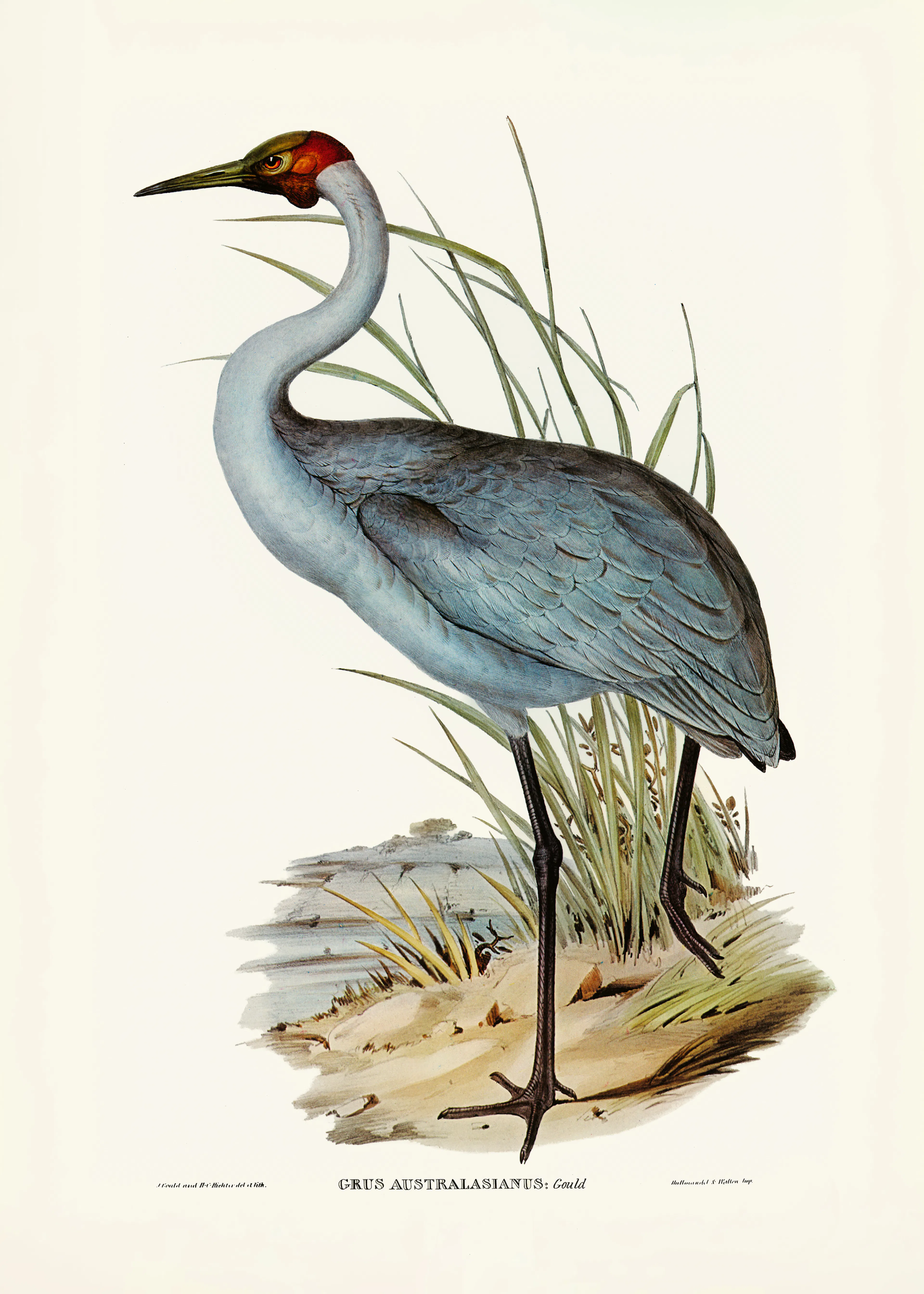 Blue Sandhill Crane Poster 0