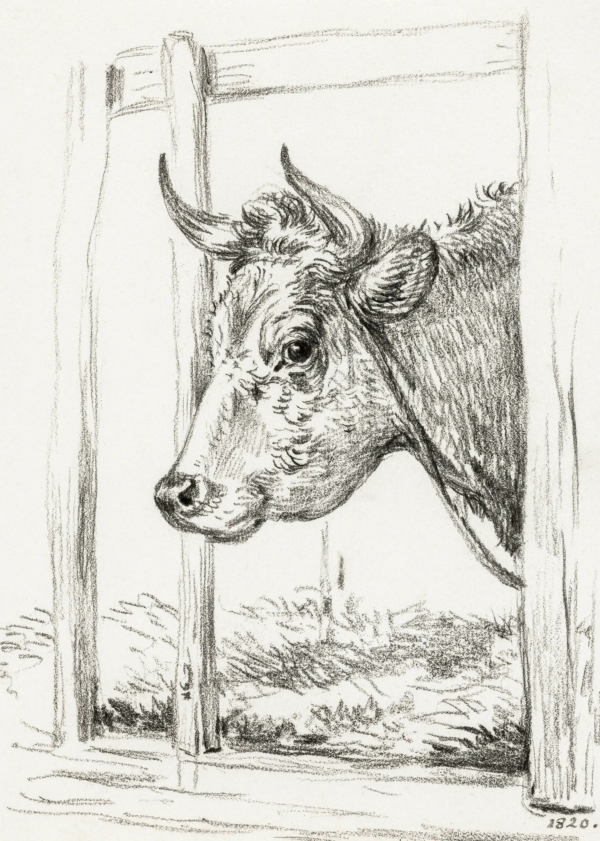 Curious Cow Poster 0