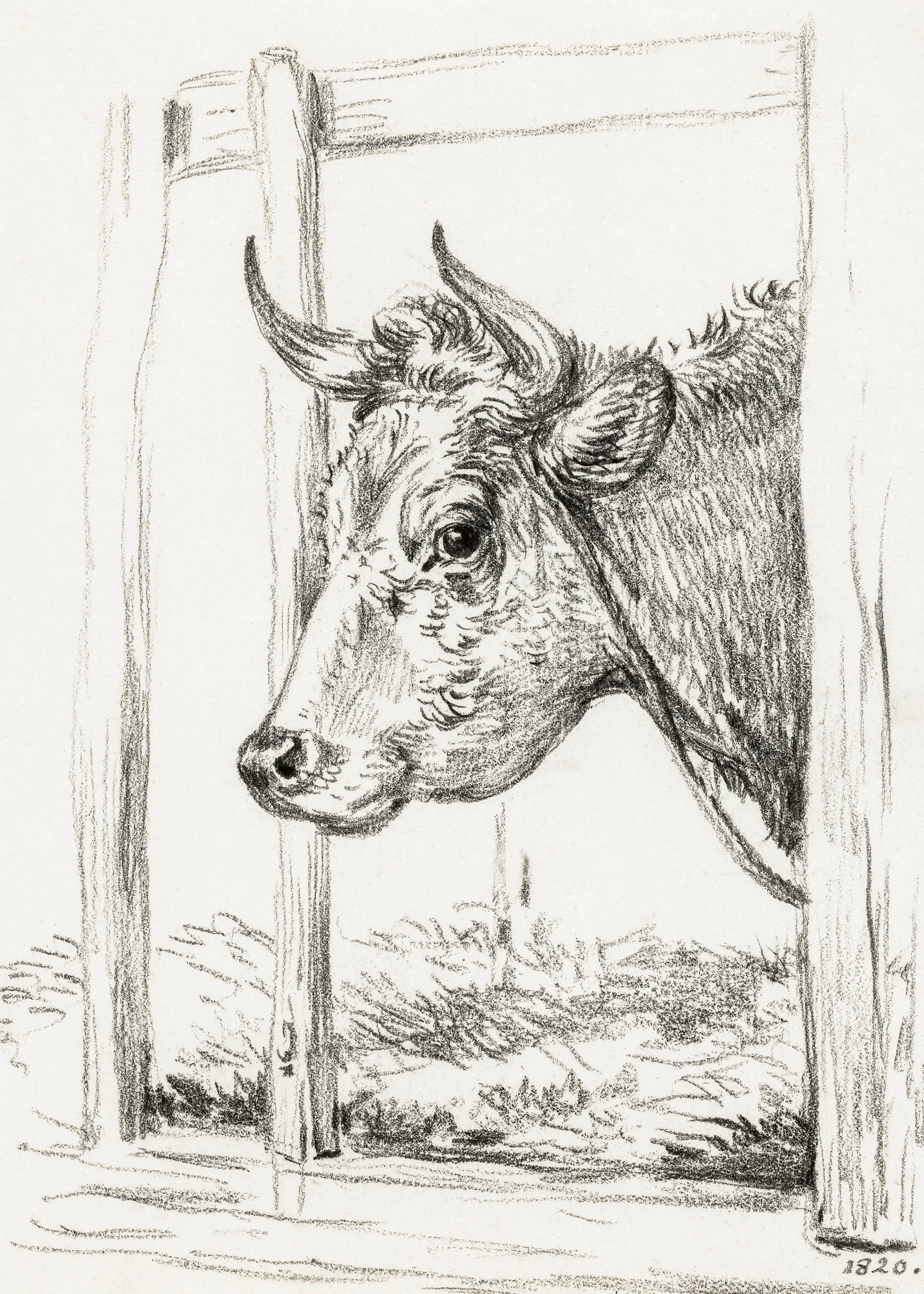Curious Cow Poster 0