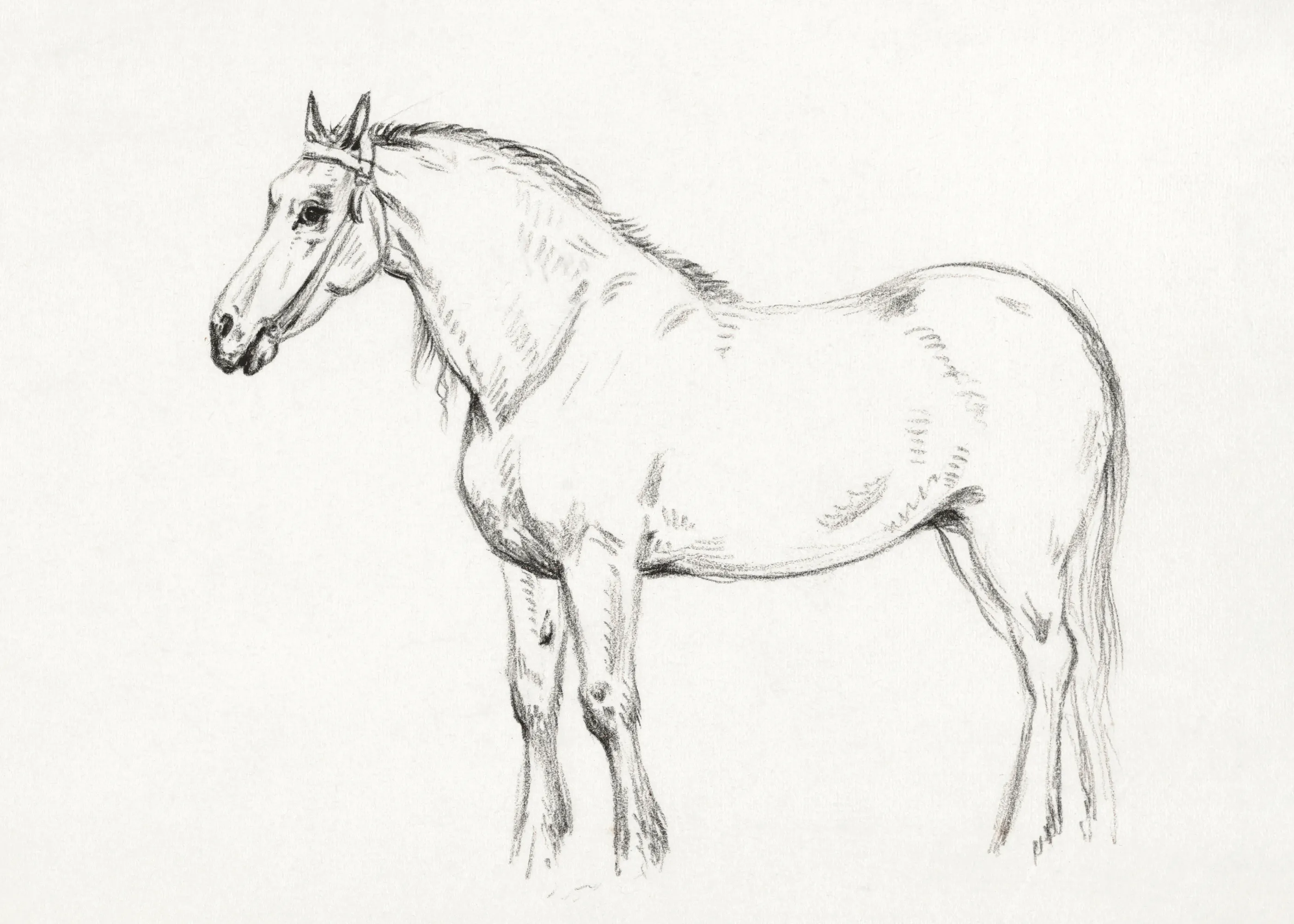 Elegant Horse Poster 0