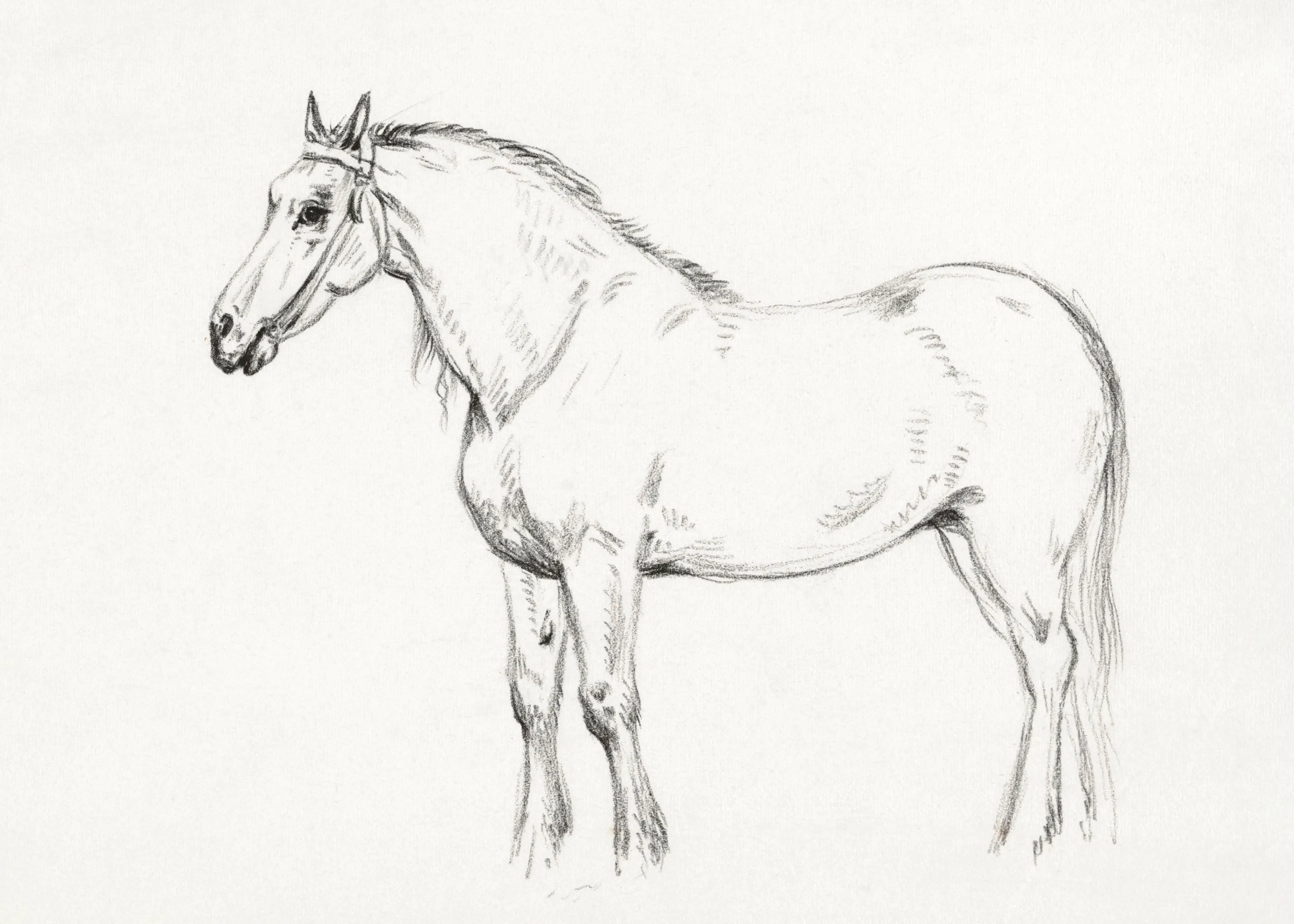 Elegant Horse Poster 0