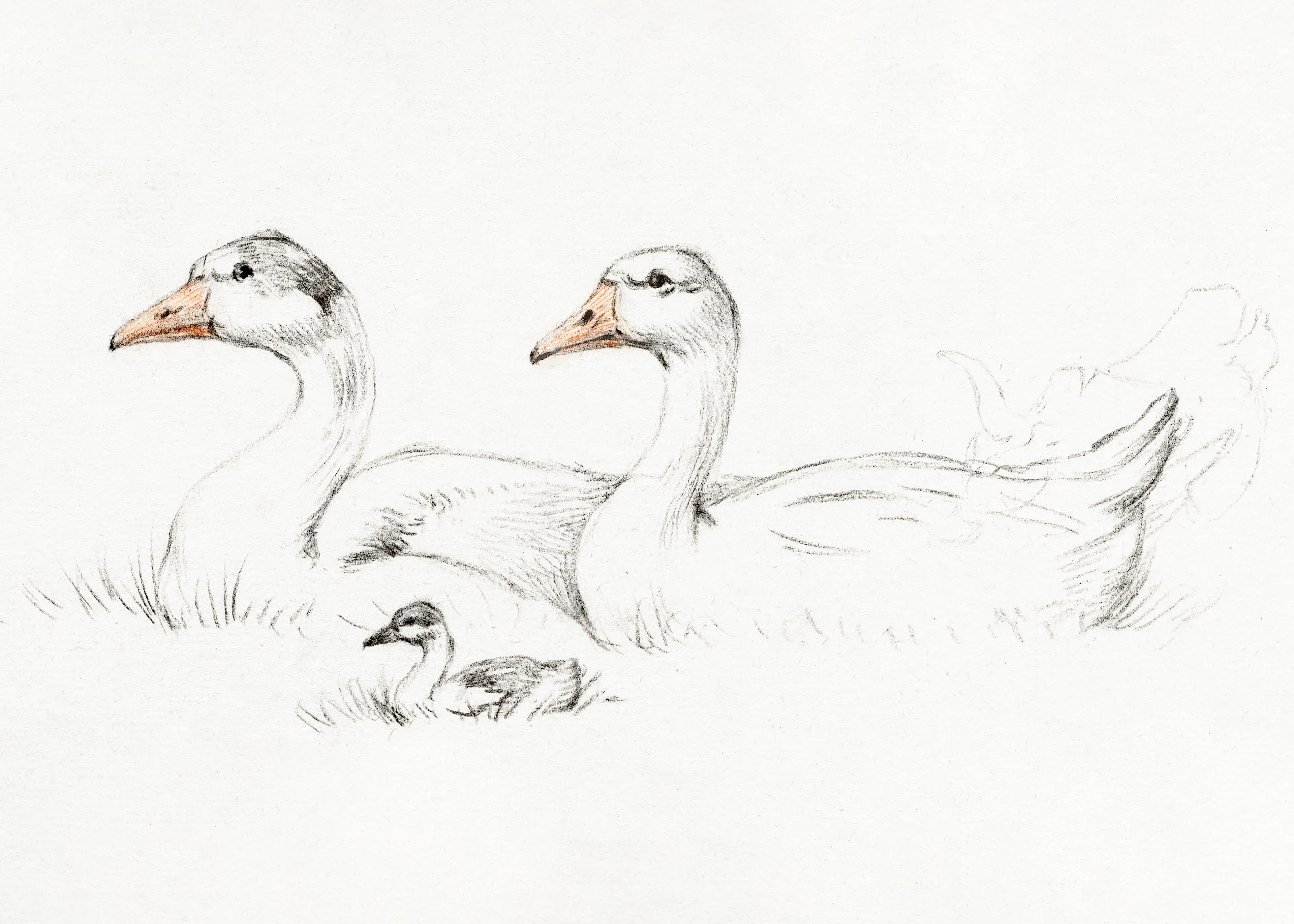 Peaceful Waterfowl Poster 0