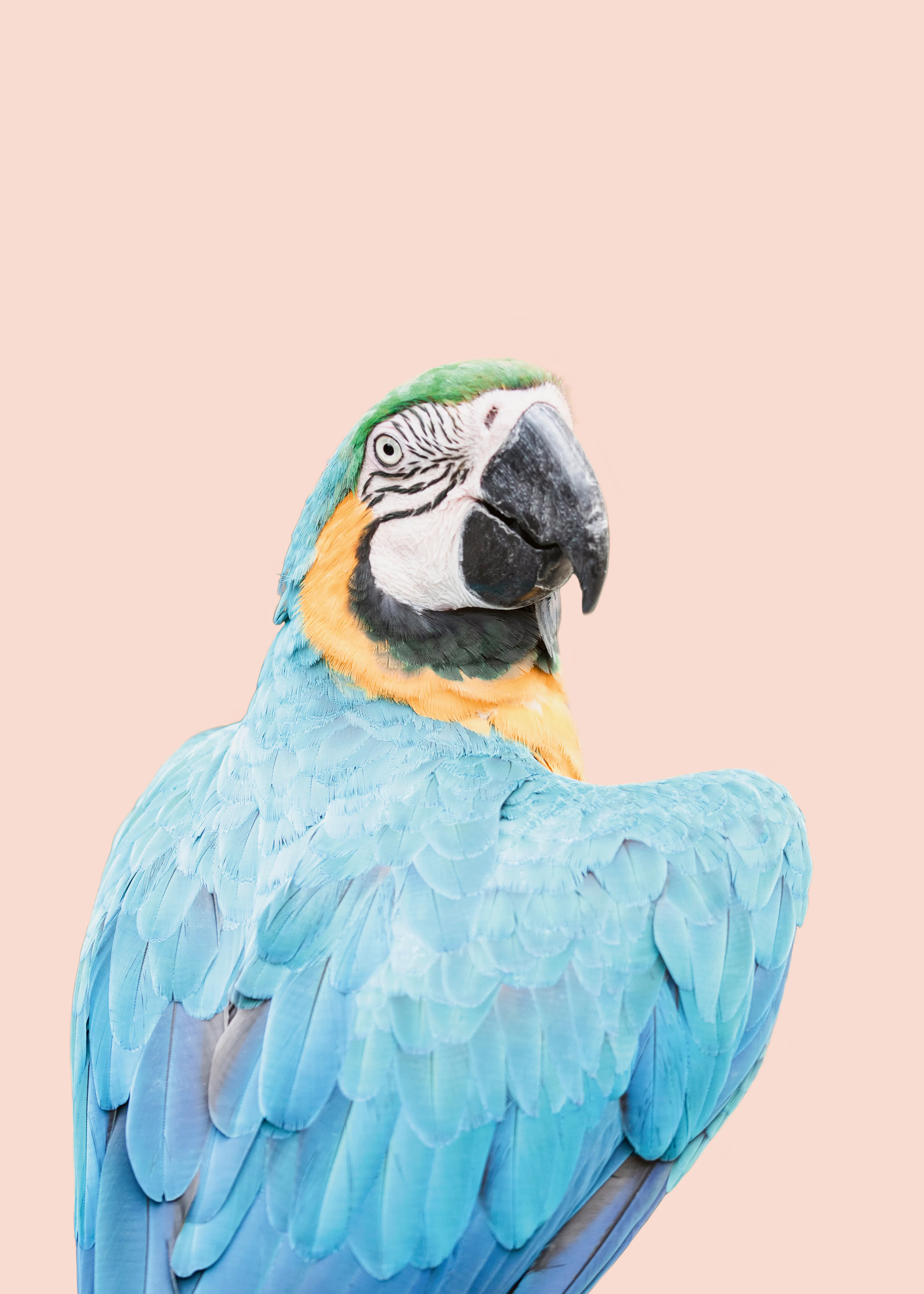 Blue Macaw Poster 0