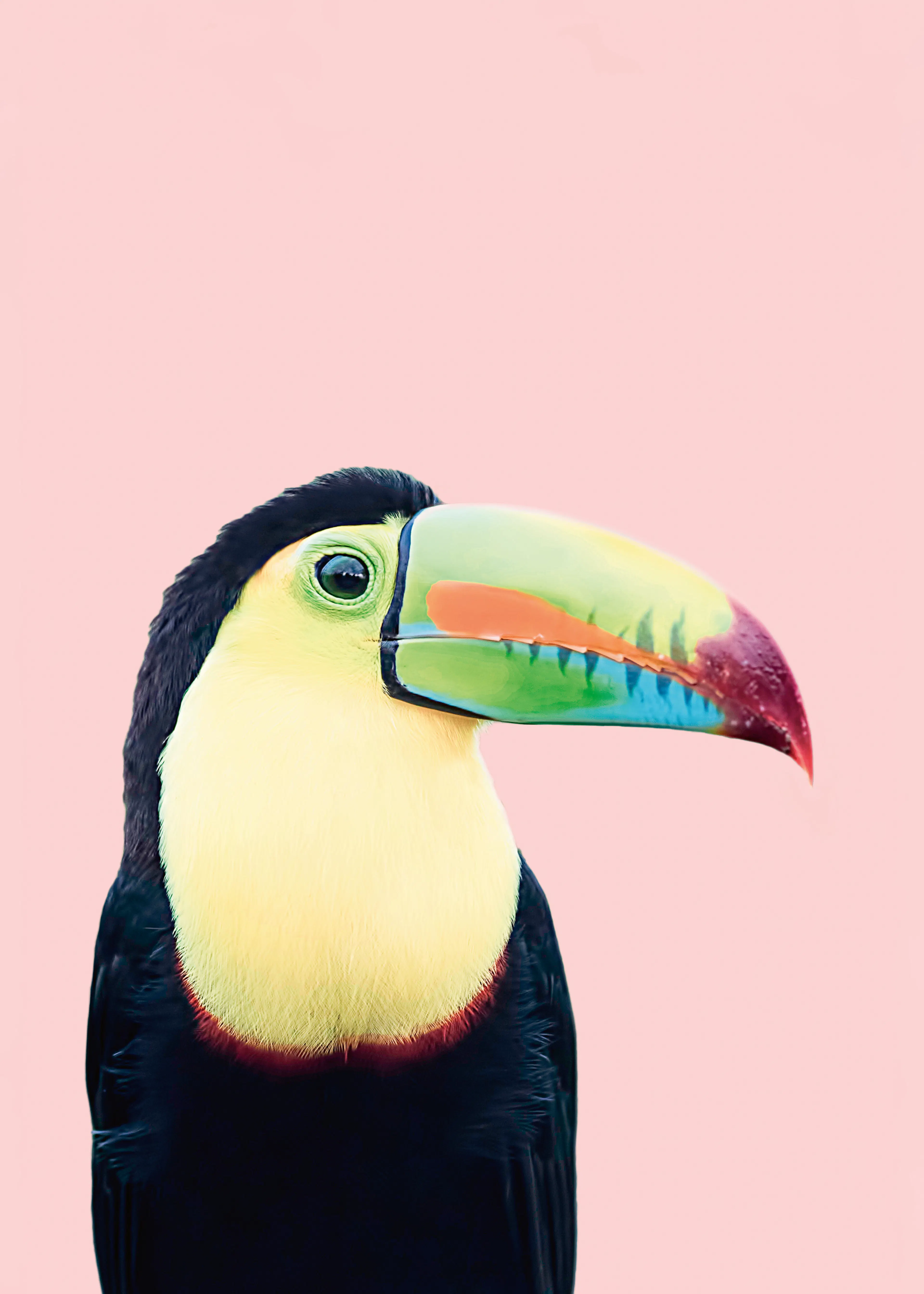 Pink Tropical Toucan Poster 0