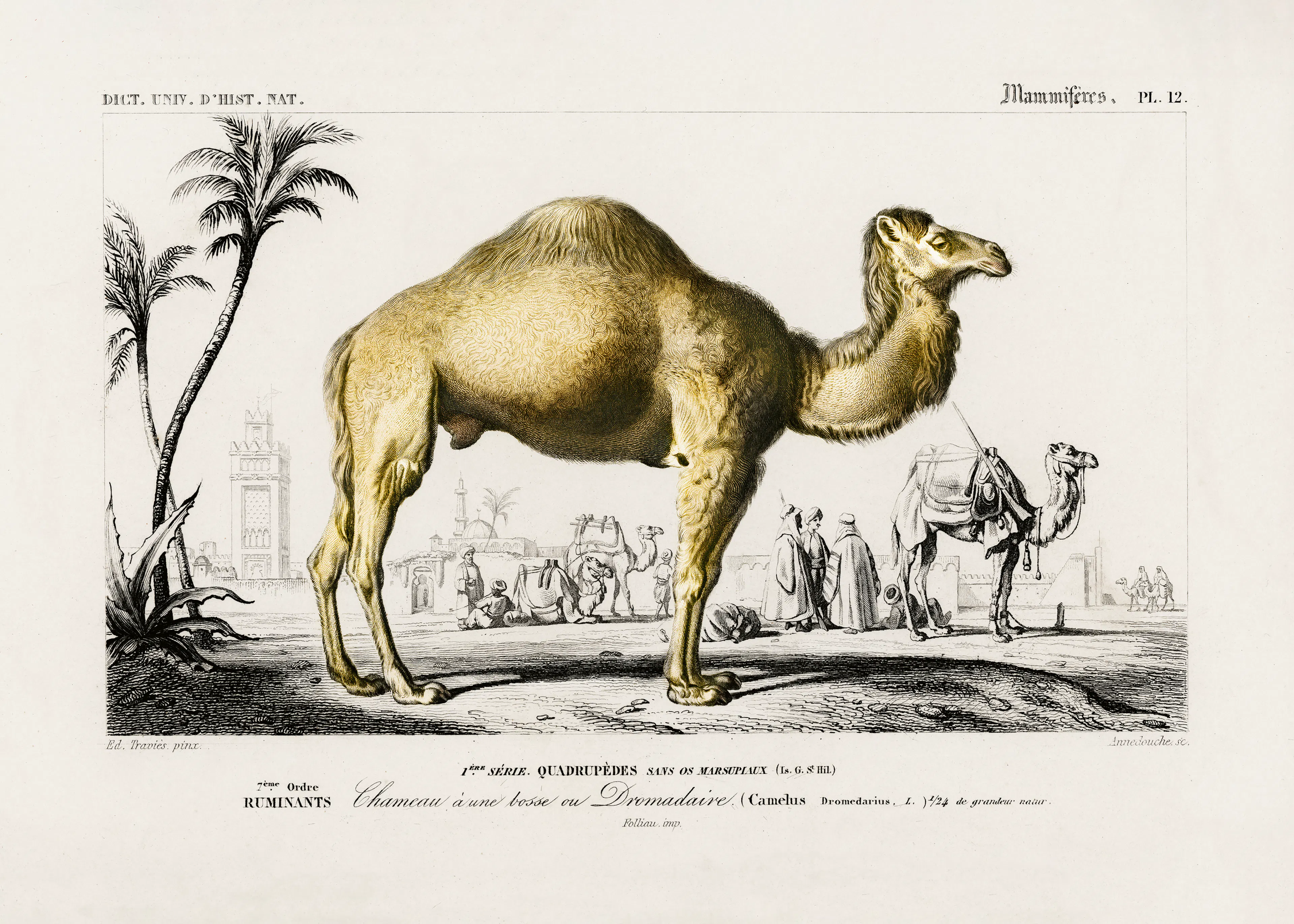 Desert Camel Poster 0