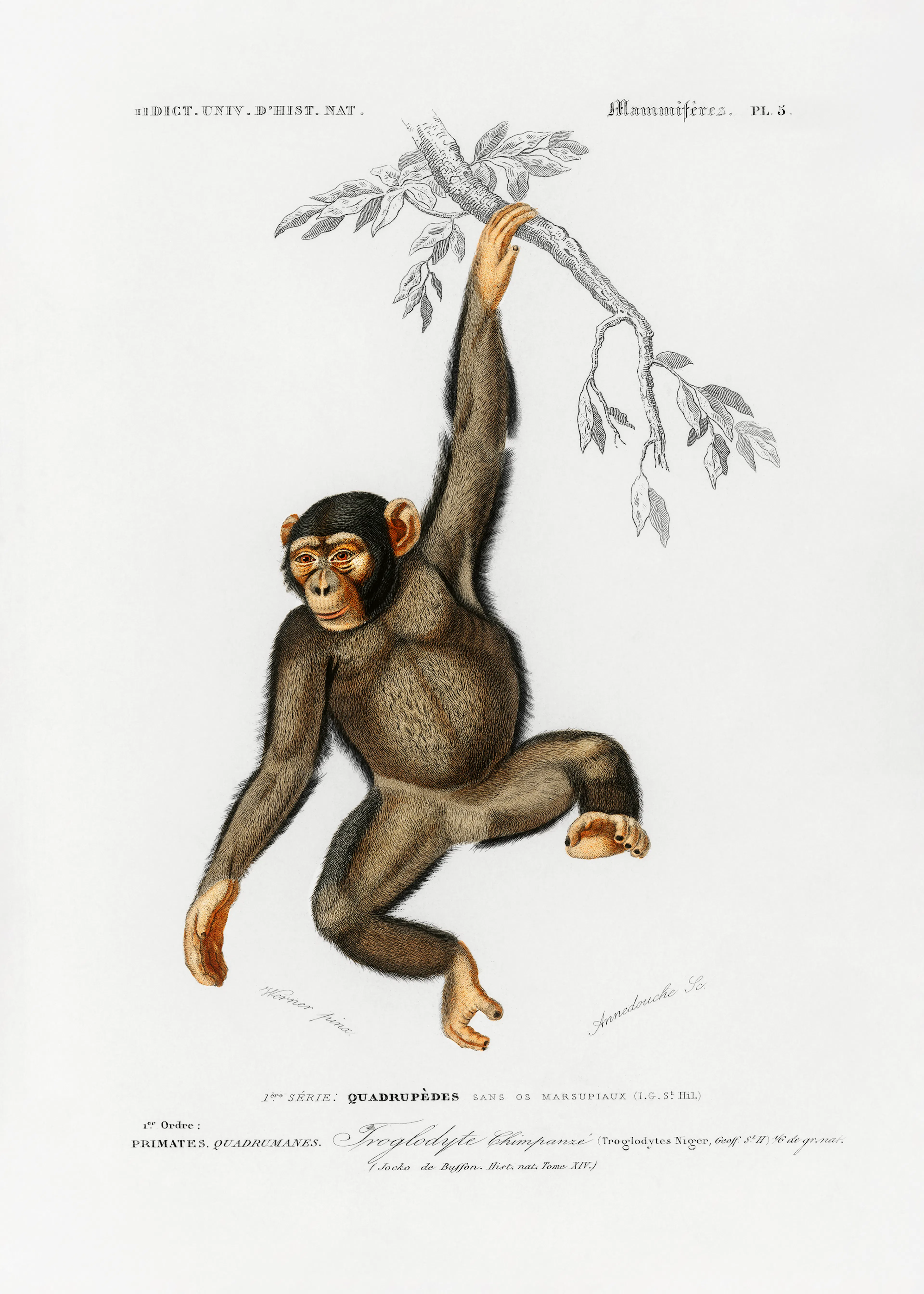 Playful Chimpanzee Poster 0