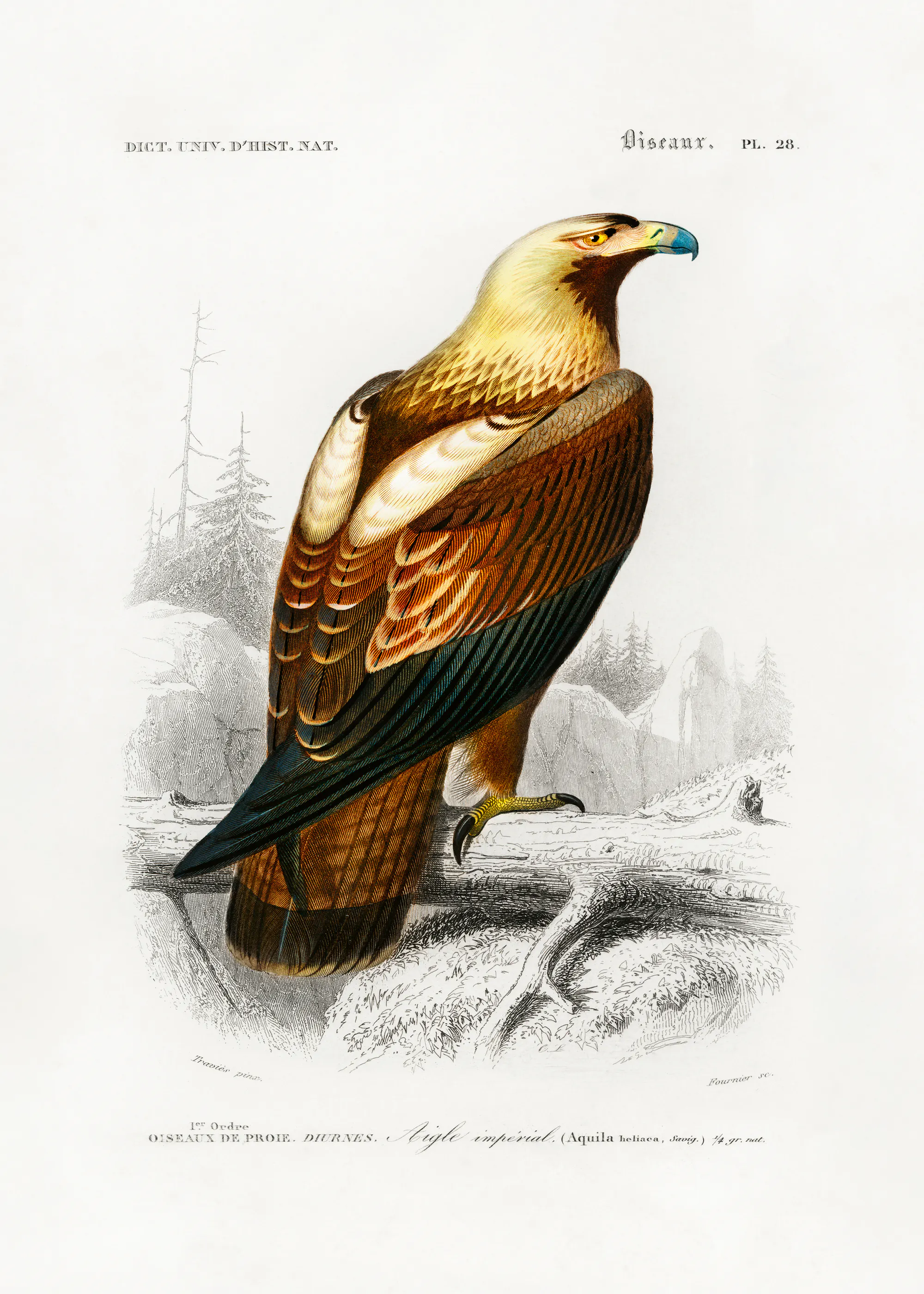 Águila Dorada Póster 0