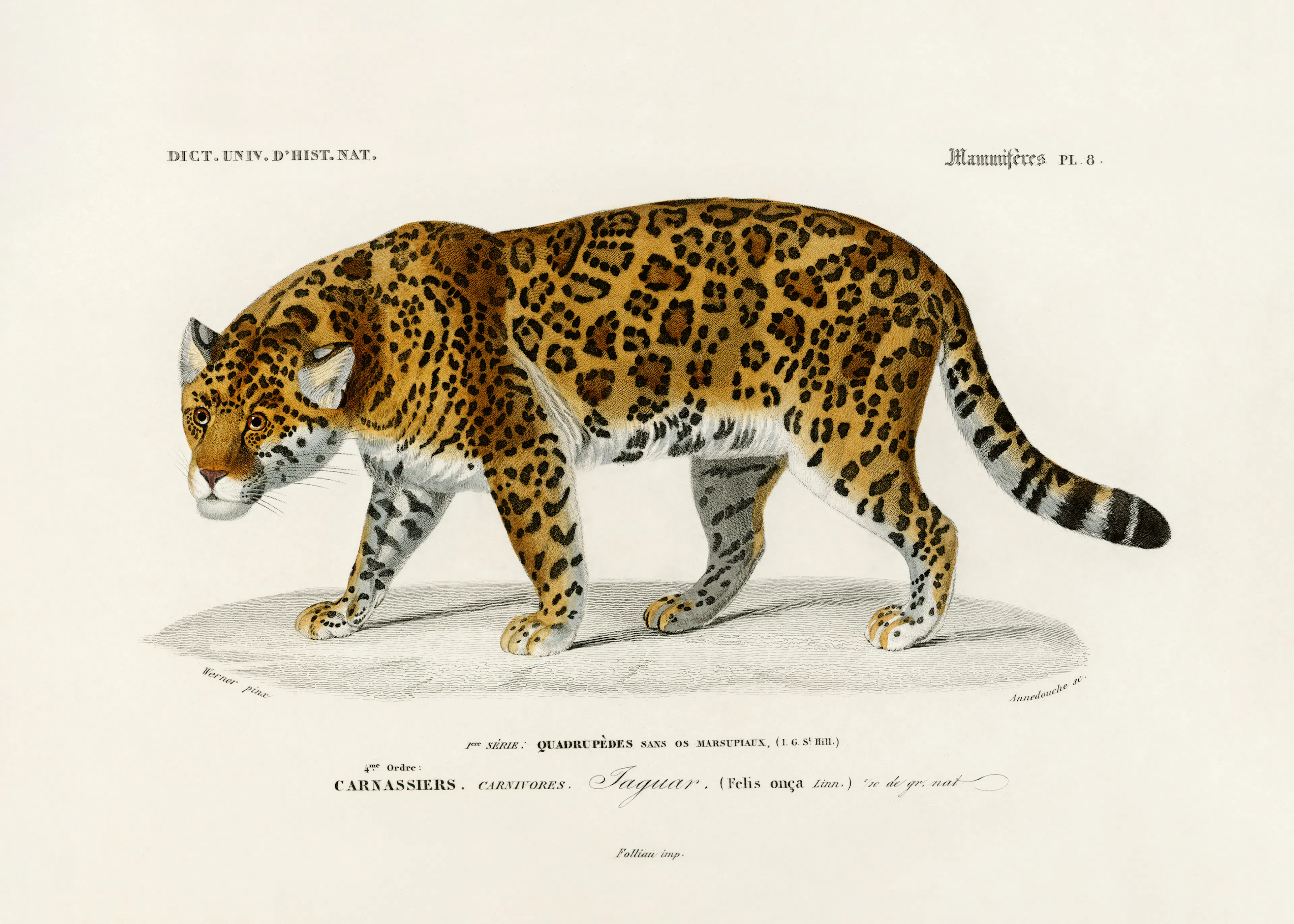 Wild Jaguar Poster 0