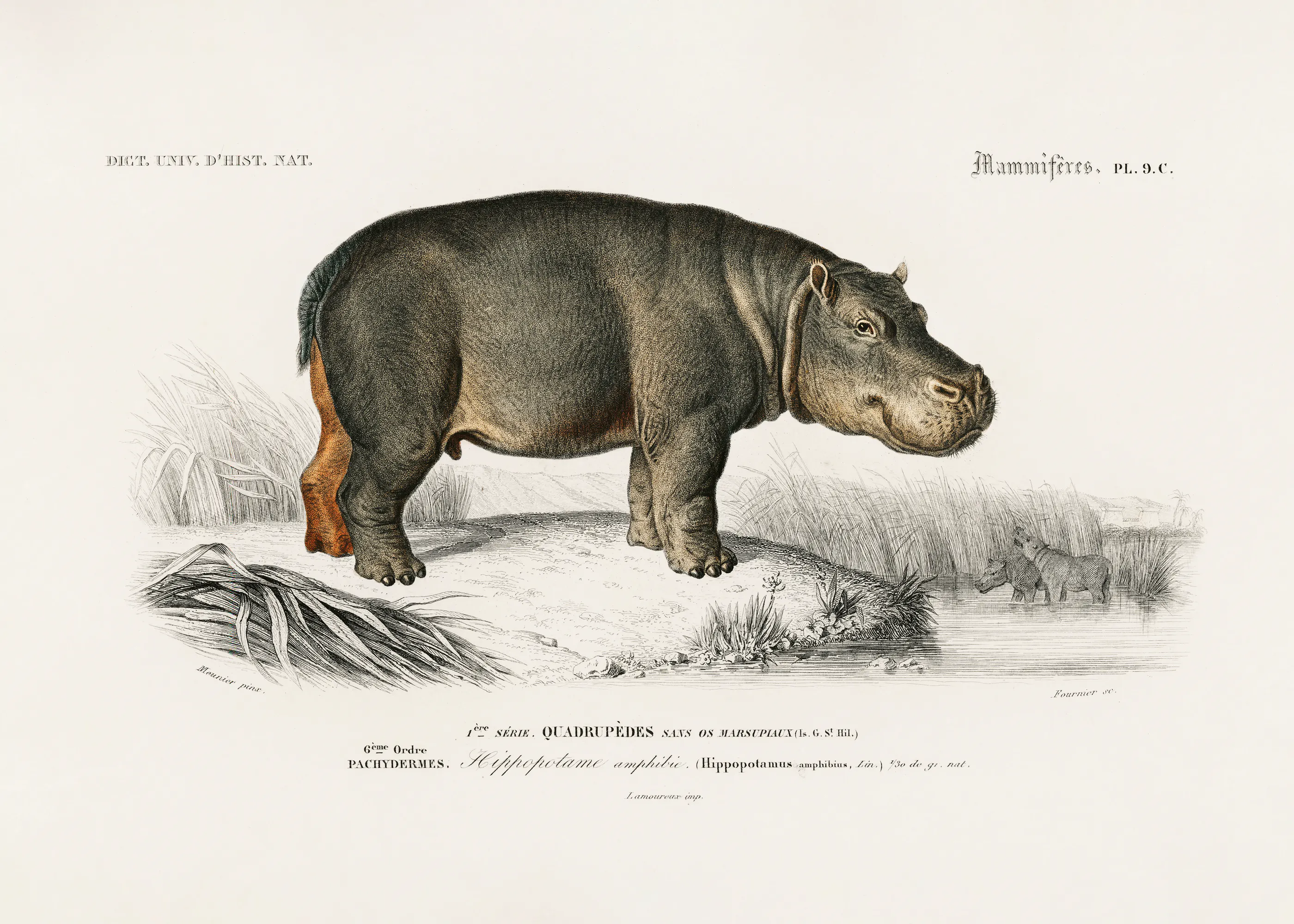Vintage Hippopotamus Poster 0