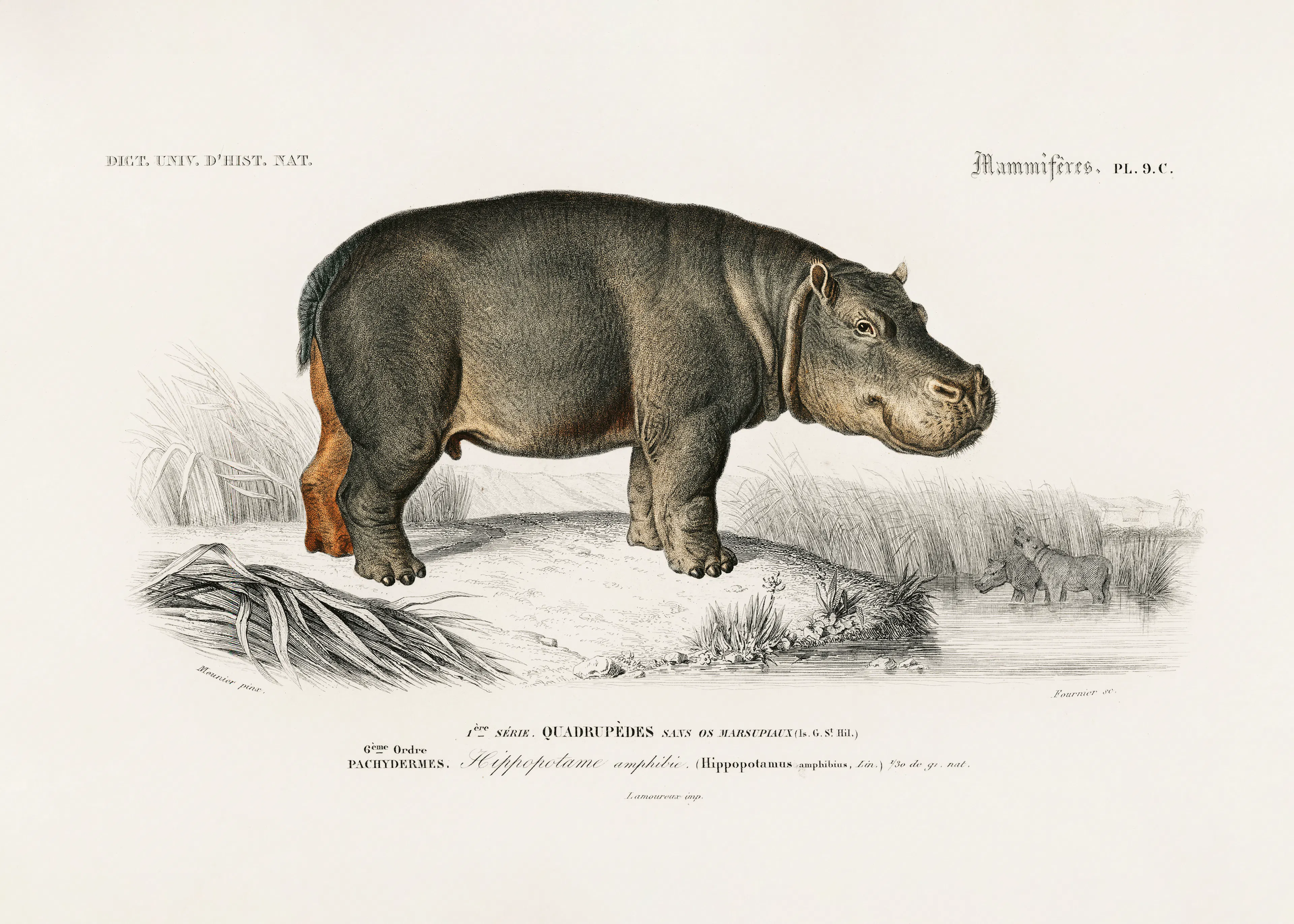Vintage Hippopotamus Poster 0