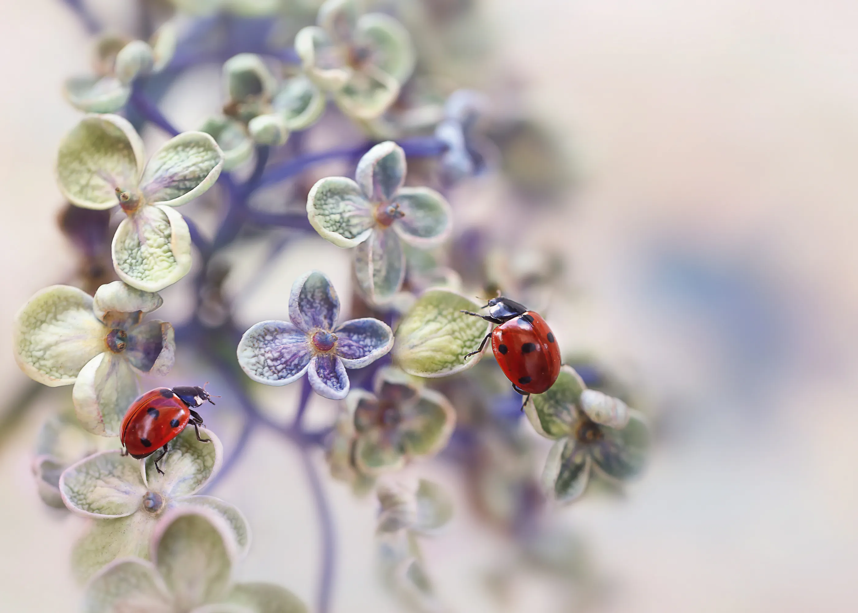 Ladybug Harmony Poster 0