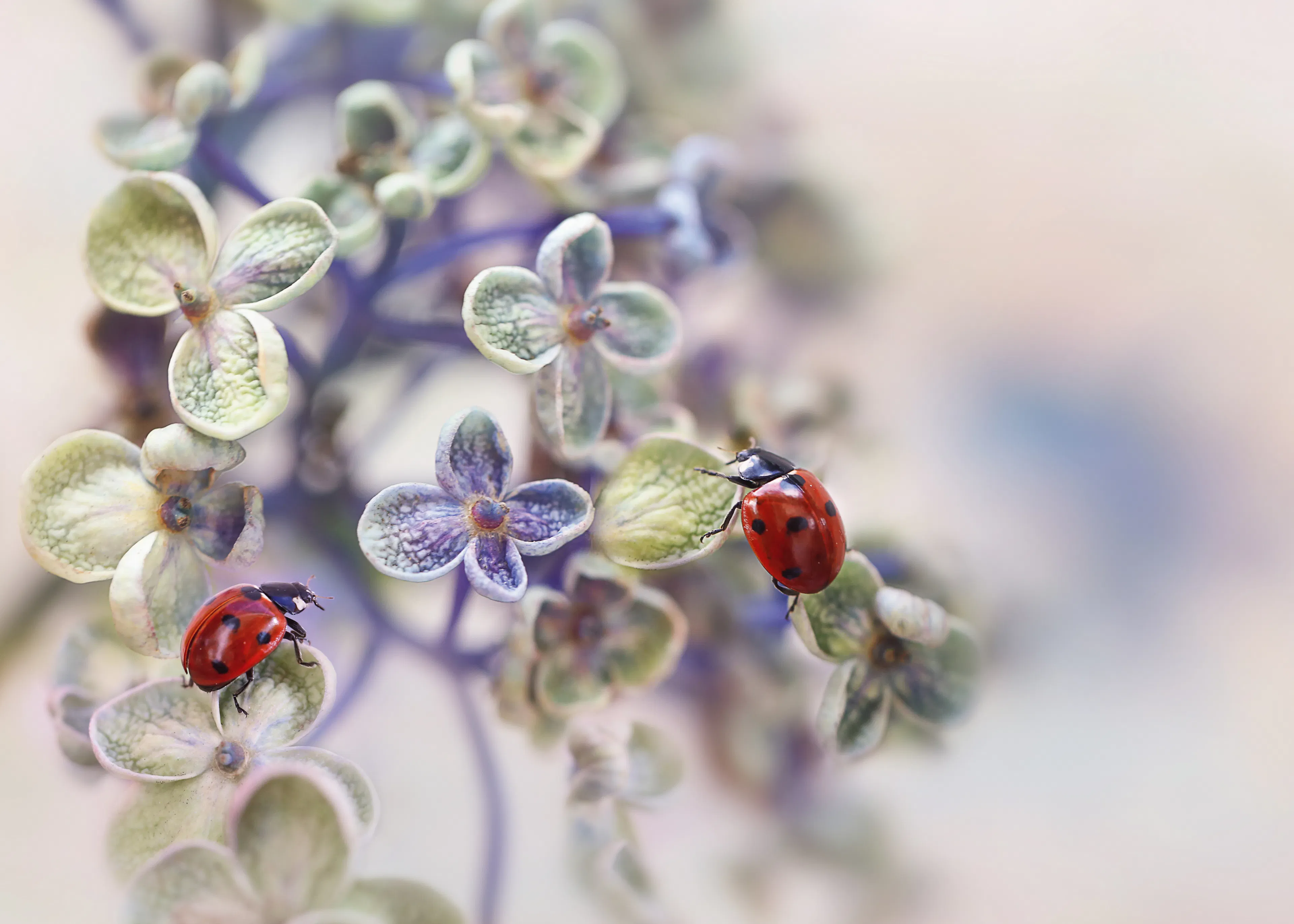 Ladybug Harmony Poster 0