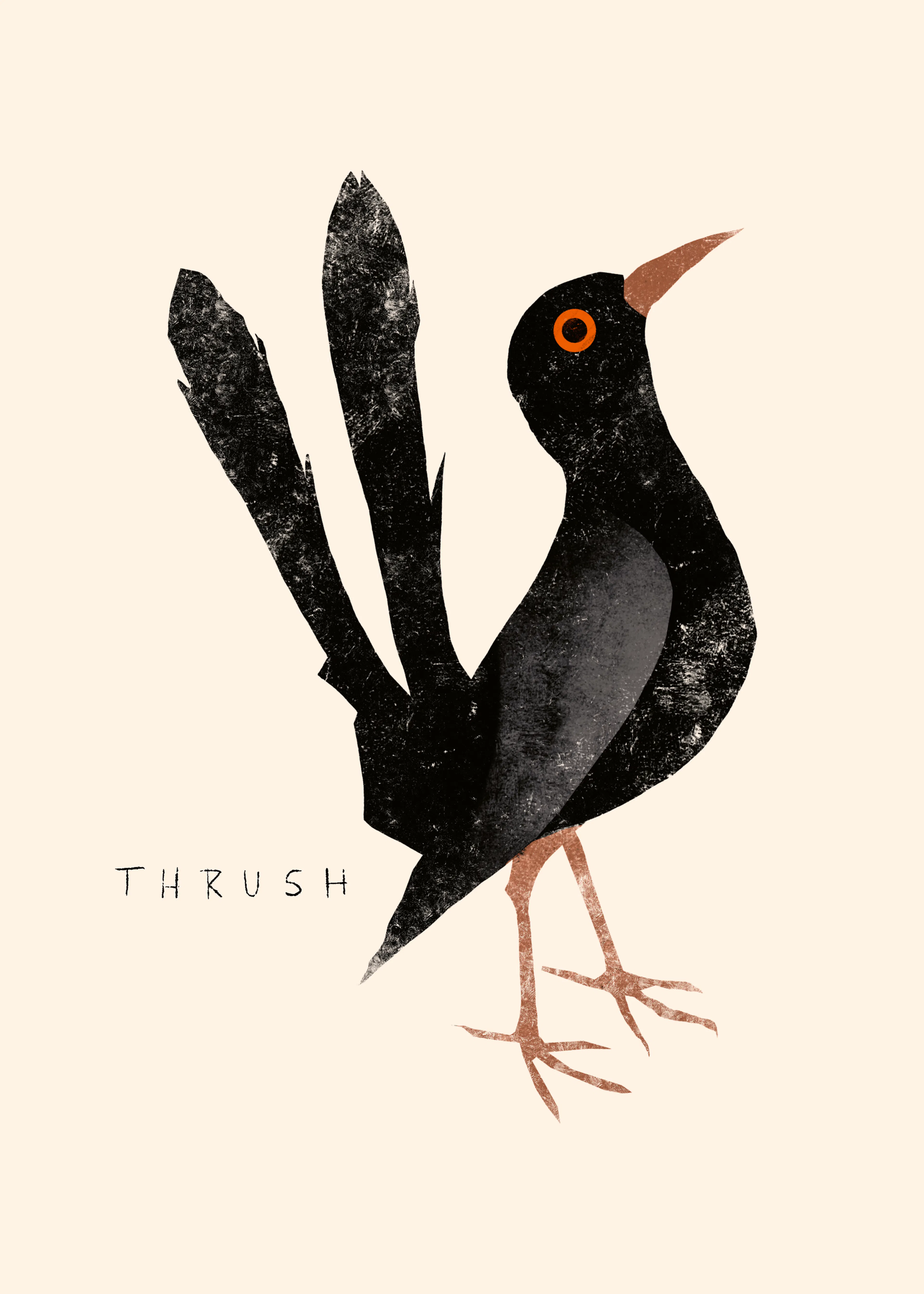 Black Thrush Poster 0