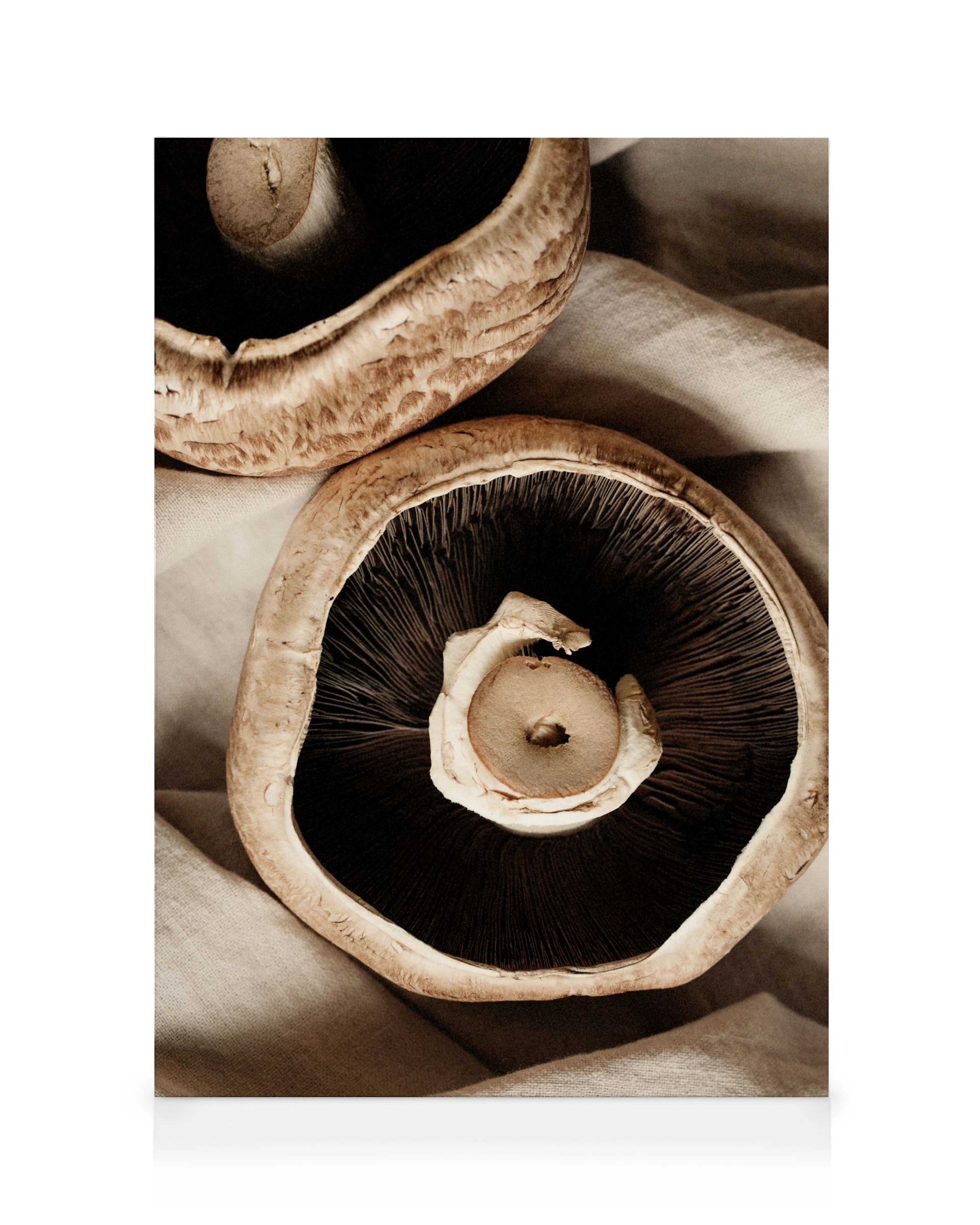 Pilz Nahaufnahme Leinwandbild 0