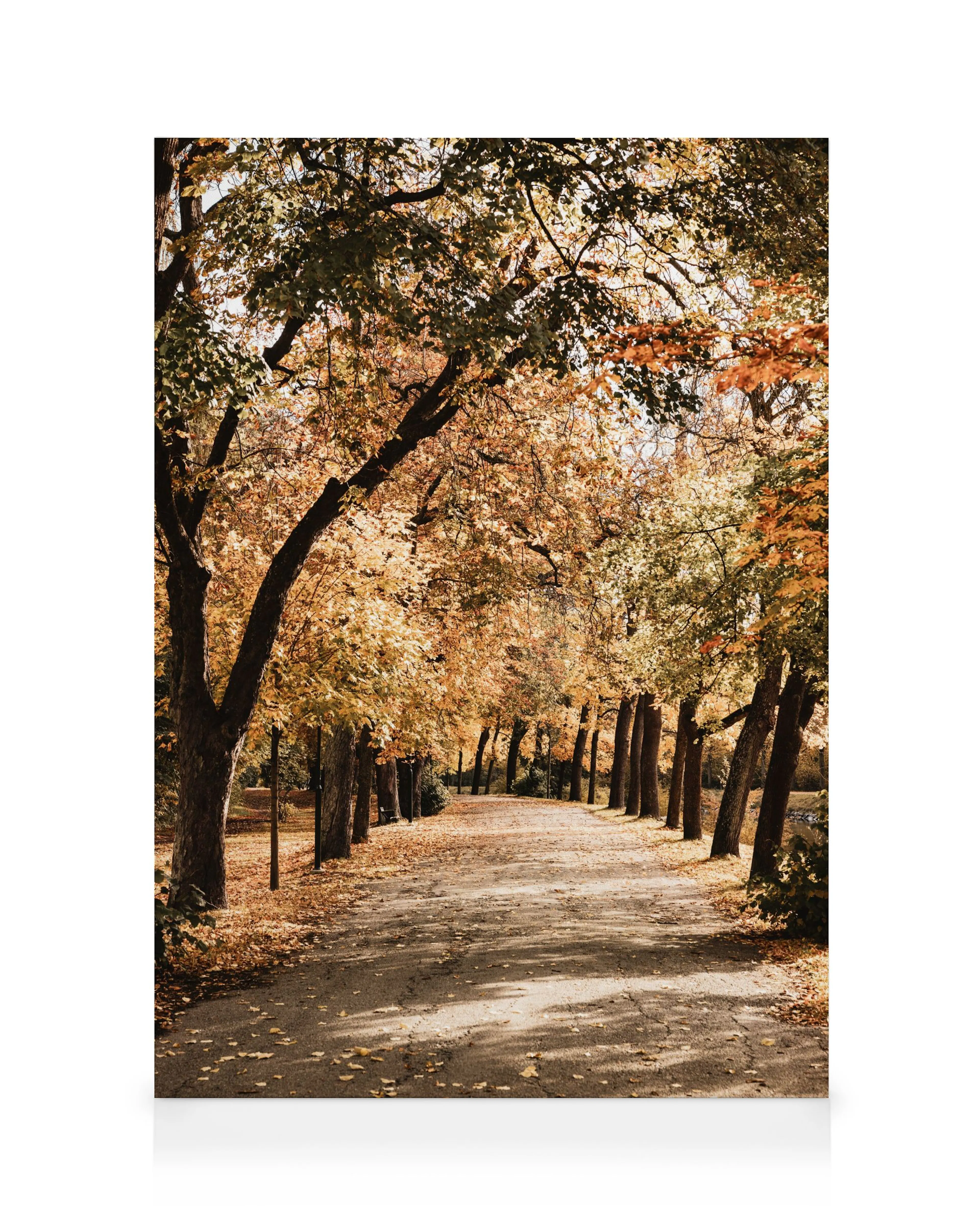 Herbstlicher Pfad Leinwandbild 0