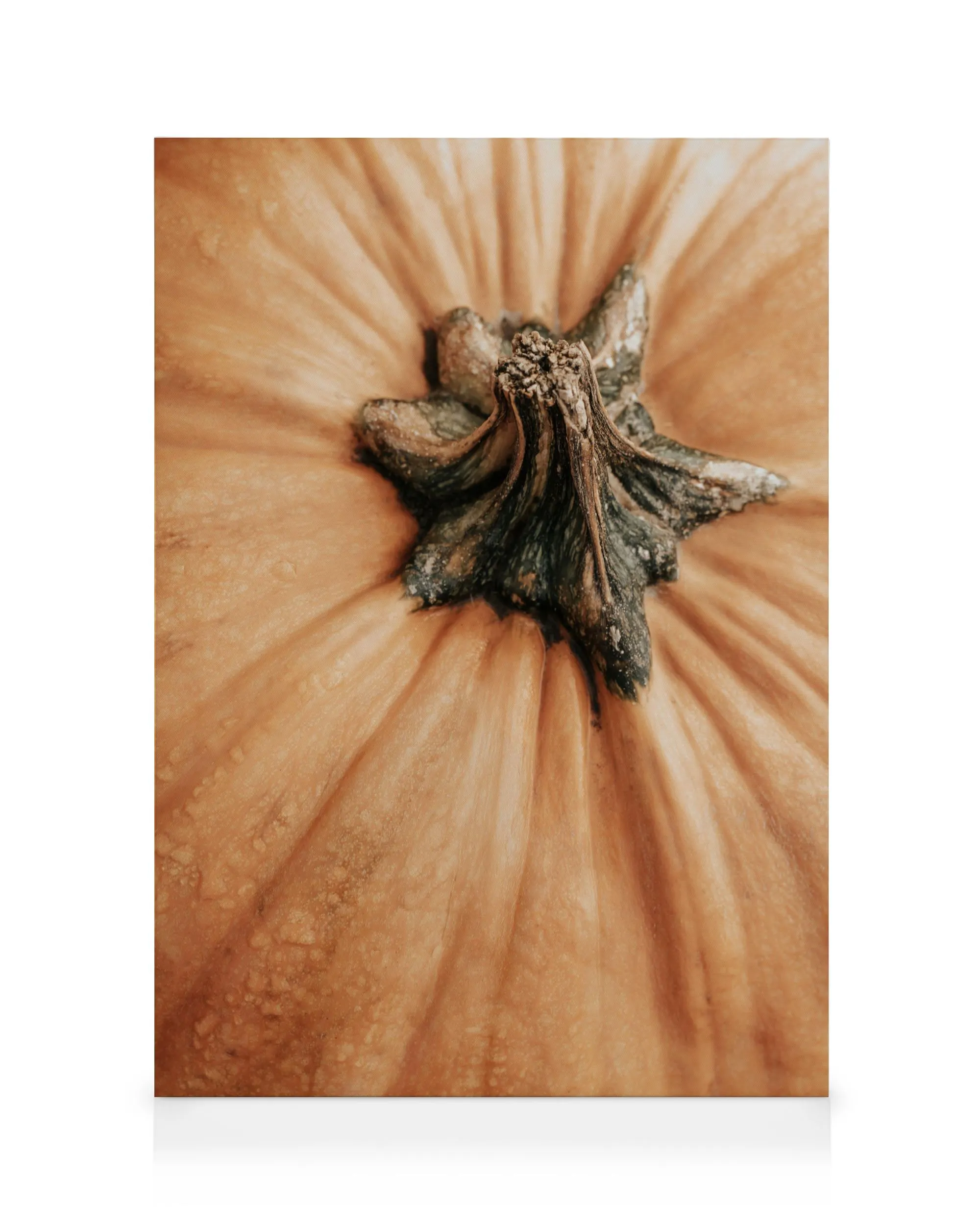 Zucca Primo Piano Stampa su Tela 0