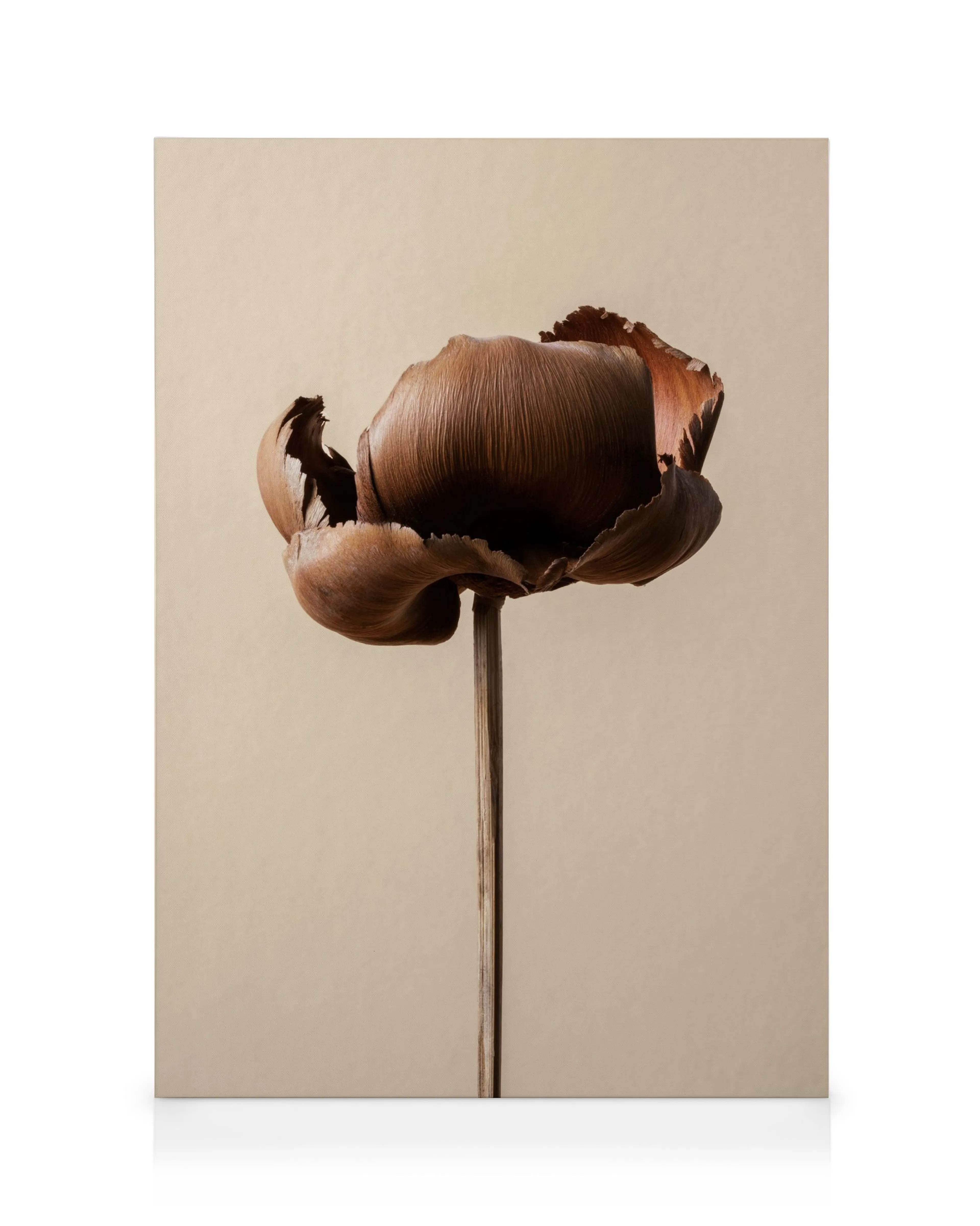 Design Forme Marroni Stampa su tela 0