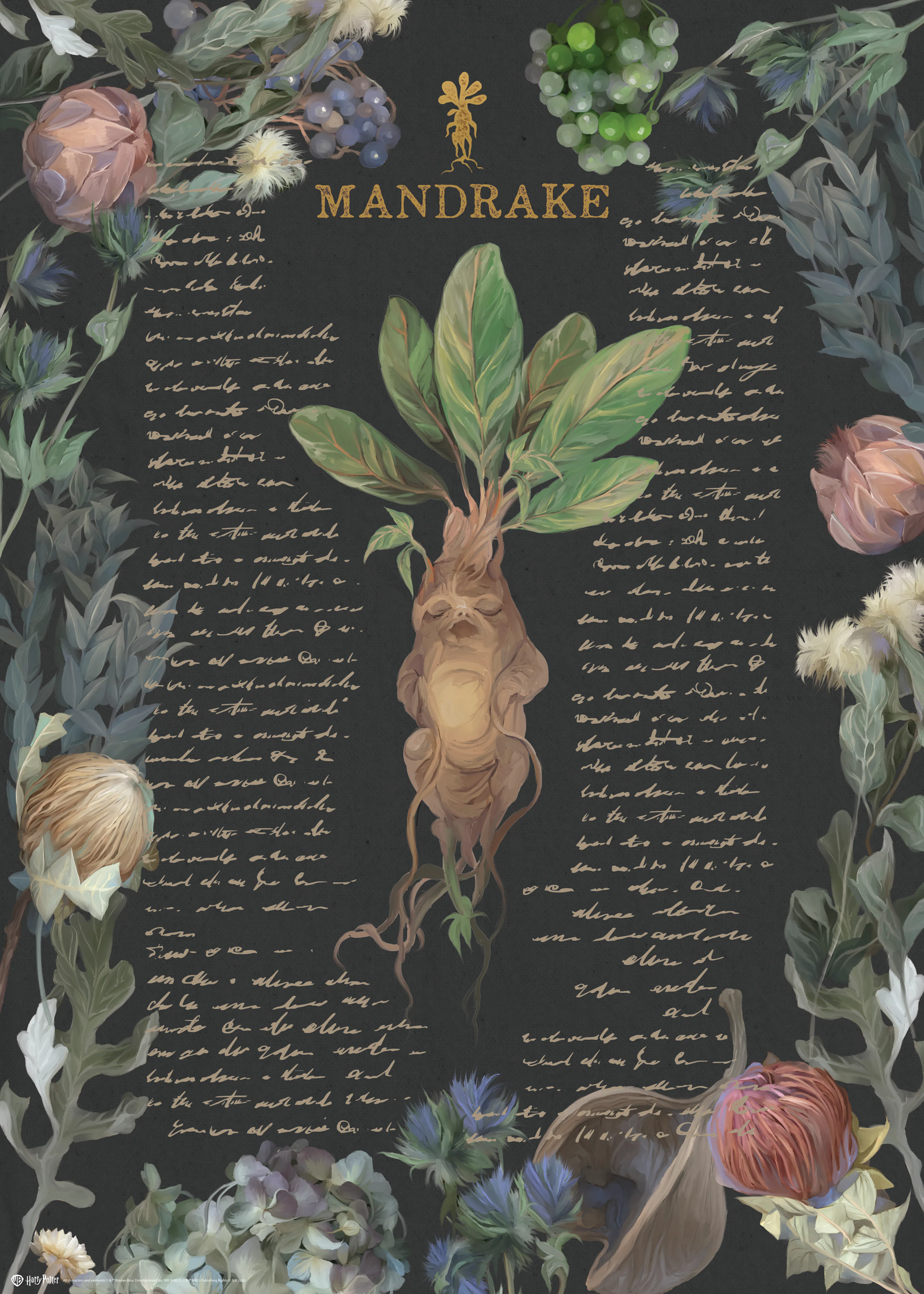 Harry Potter™ - Mandrake Botanical Affiche 0