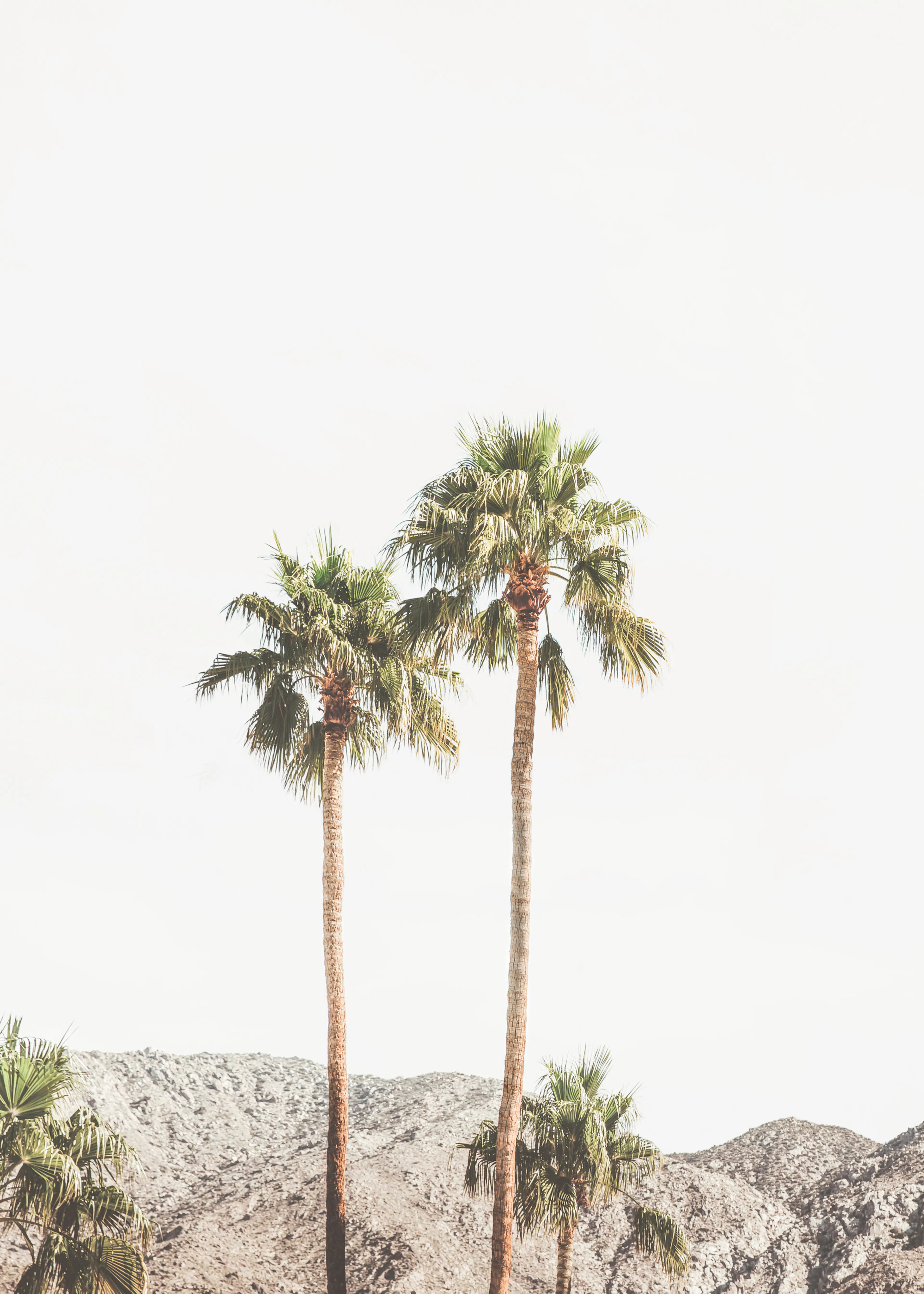 Green Desert Palms Poster 0