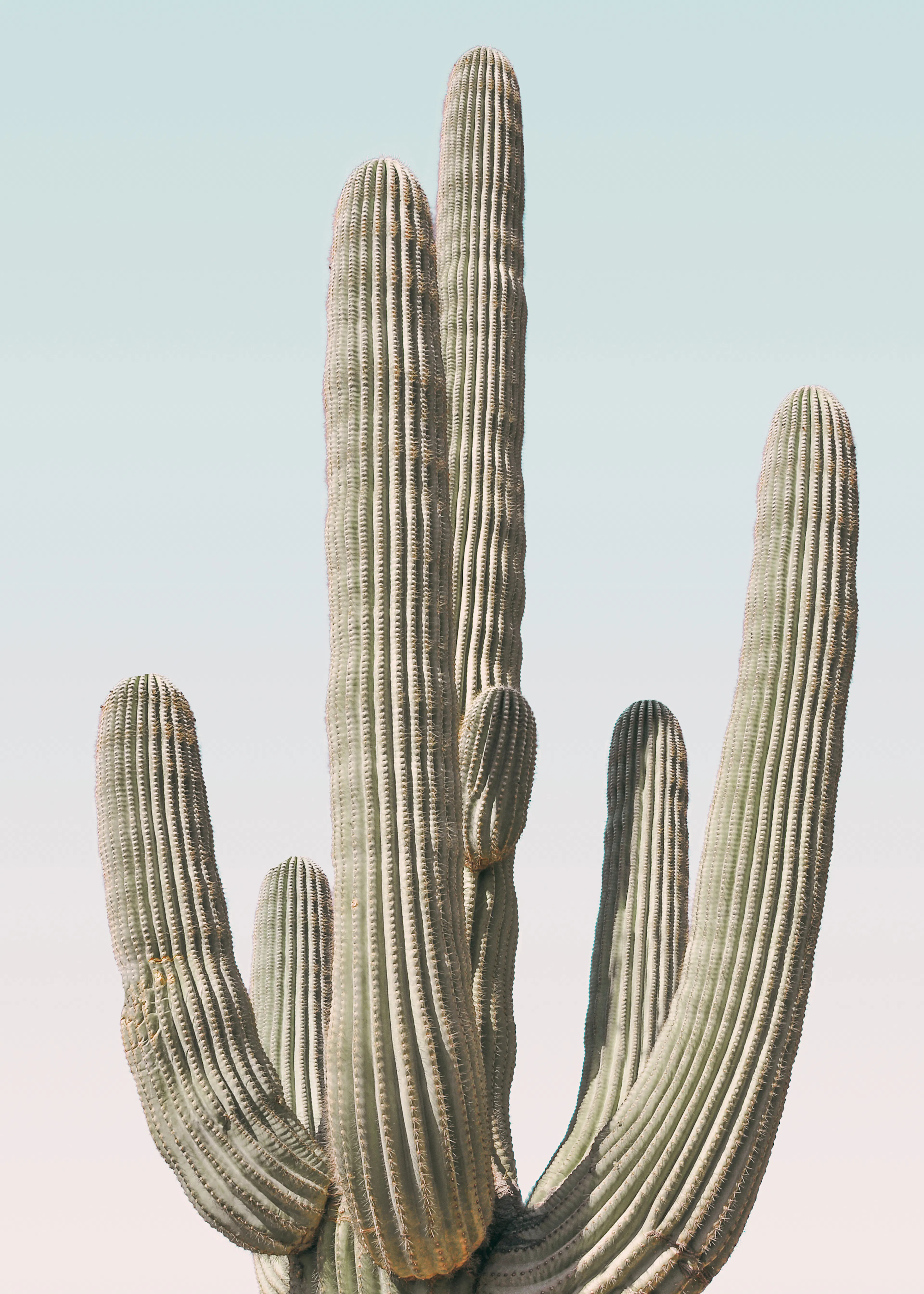 Desert Majesty Poster 0