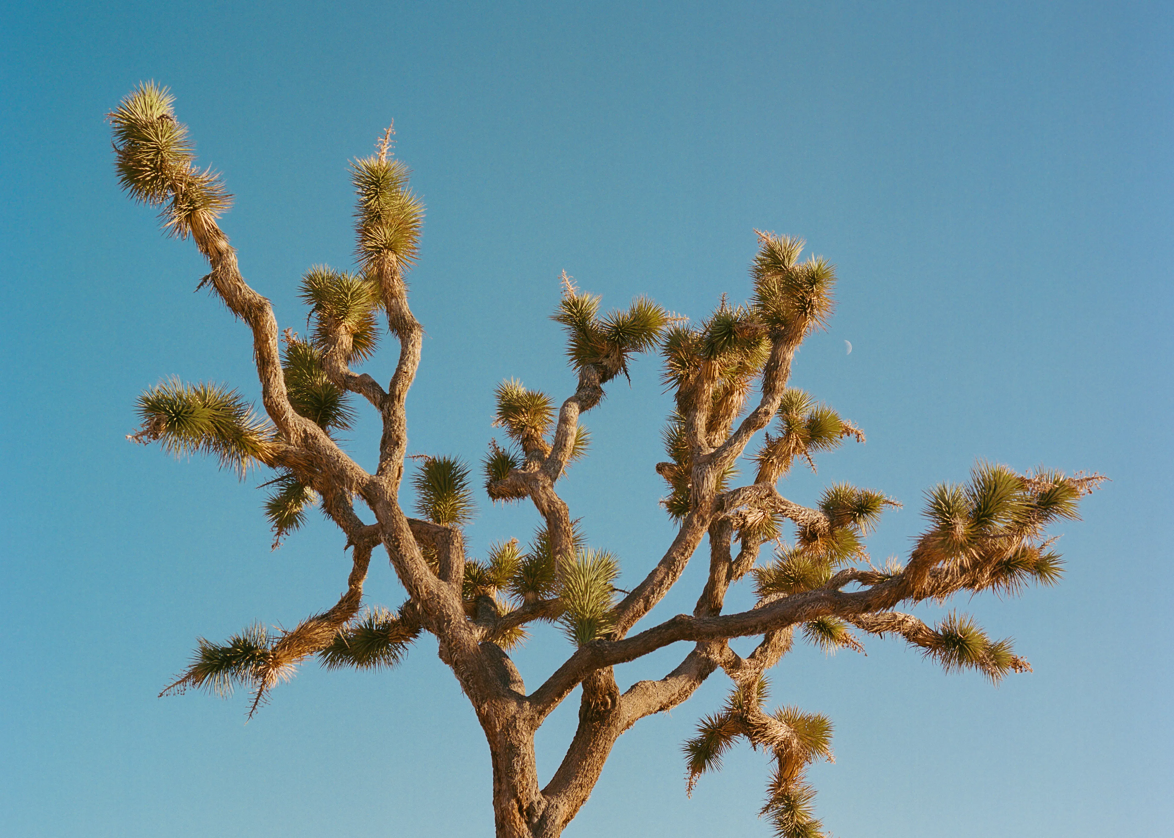 Desert Bloom Poster 0