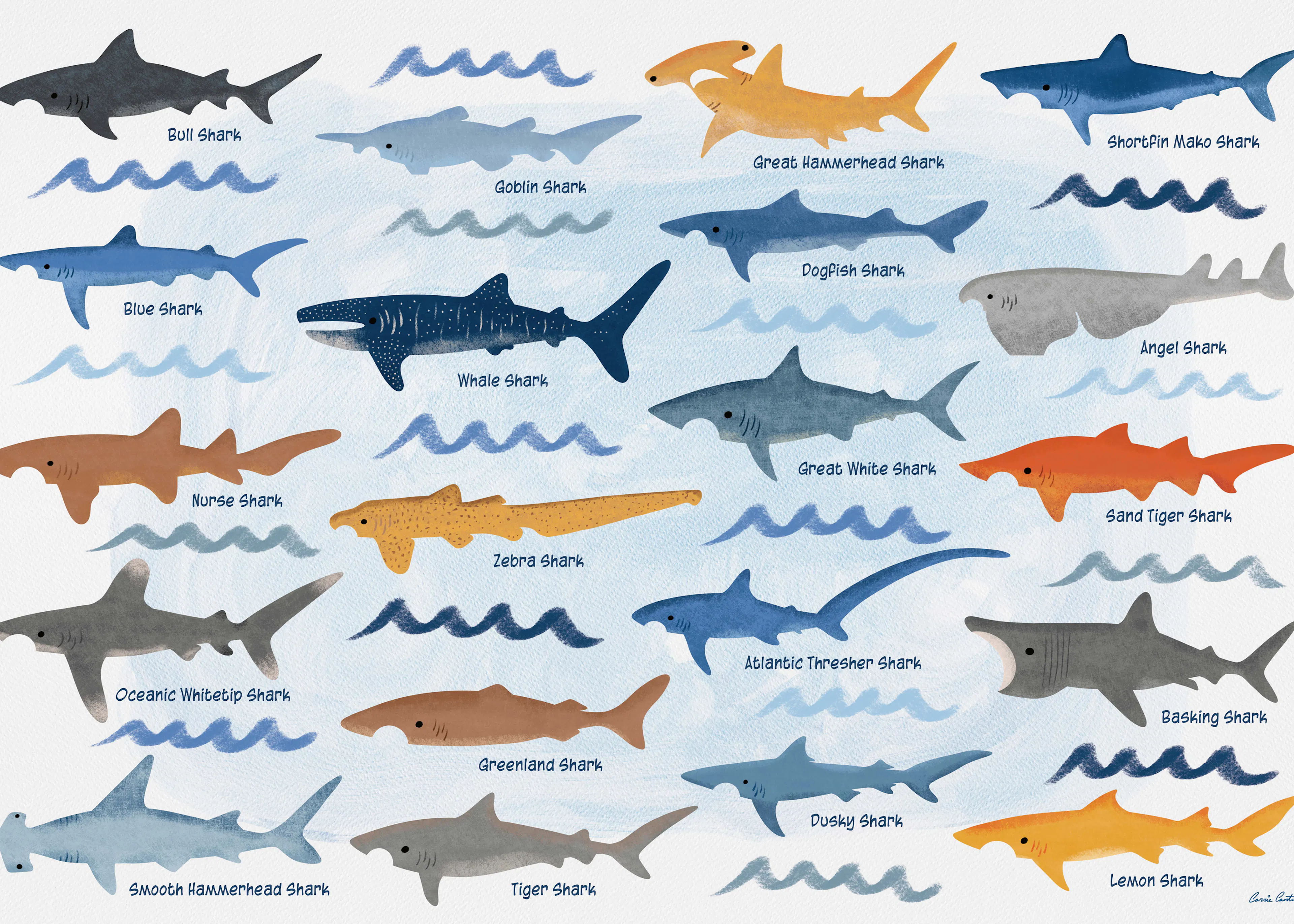 Guide des Espèces de Requins Poster 0