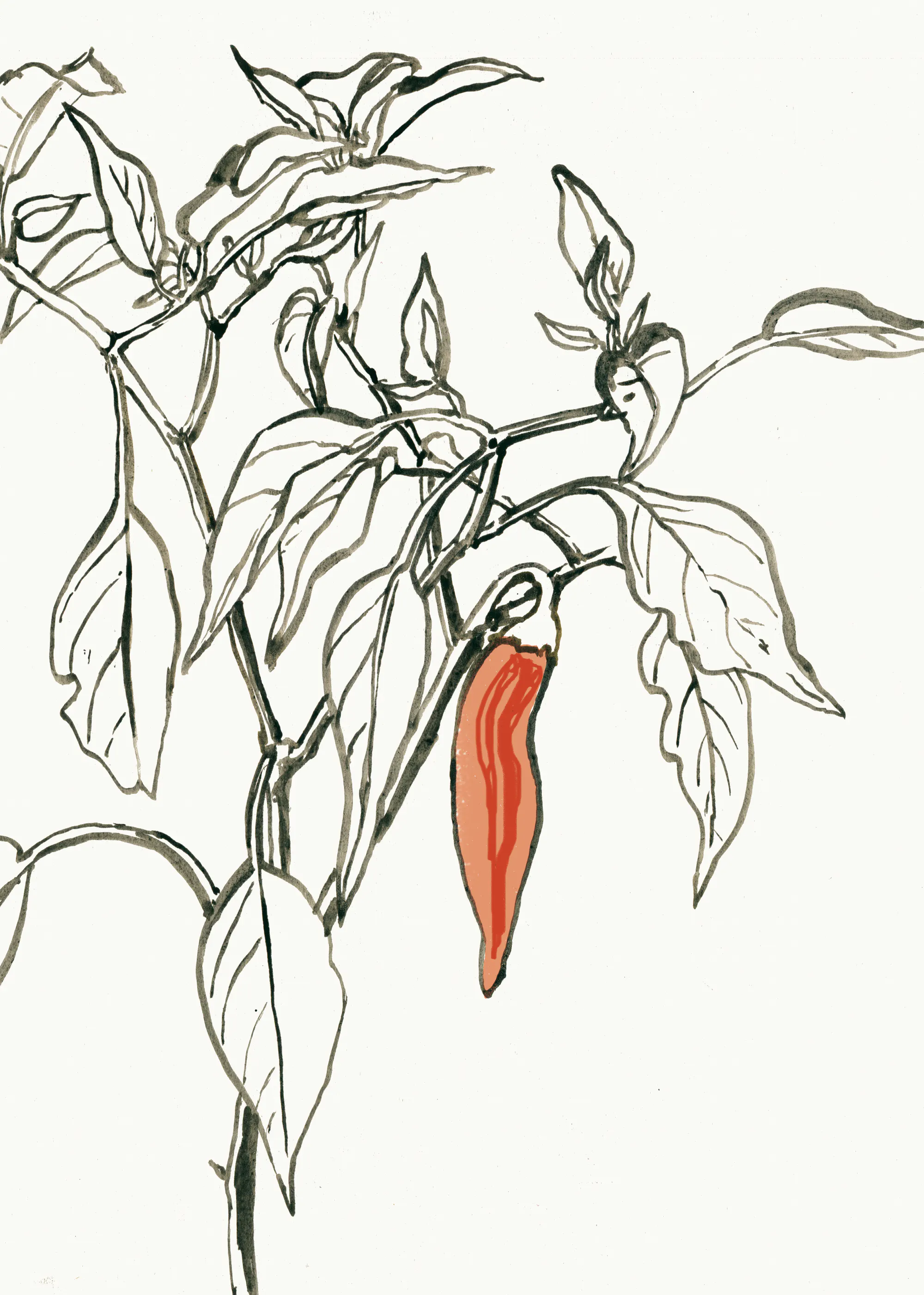 Scharfe Paprika Poster 0