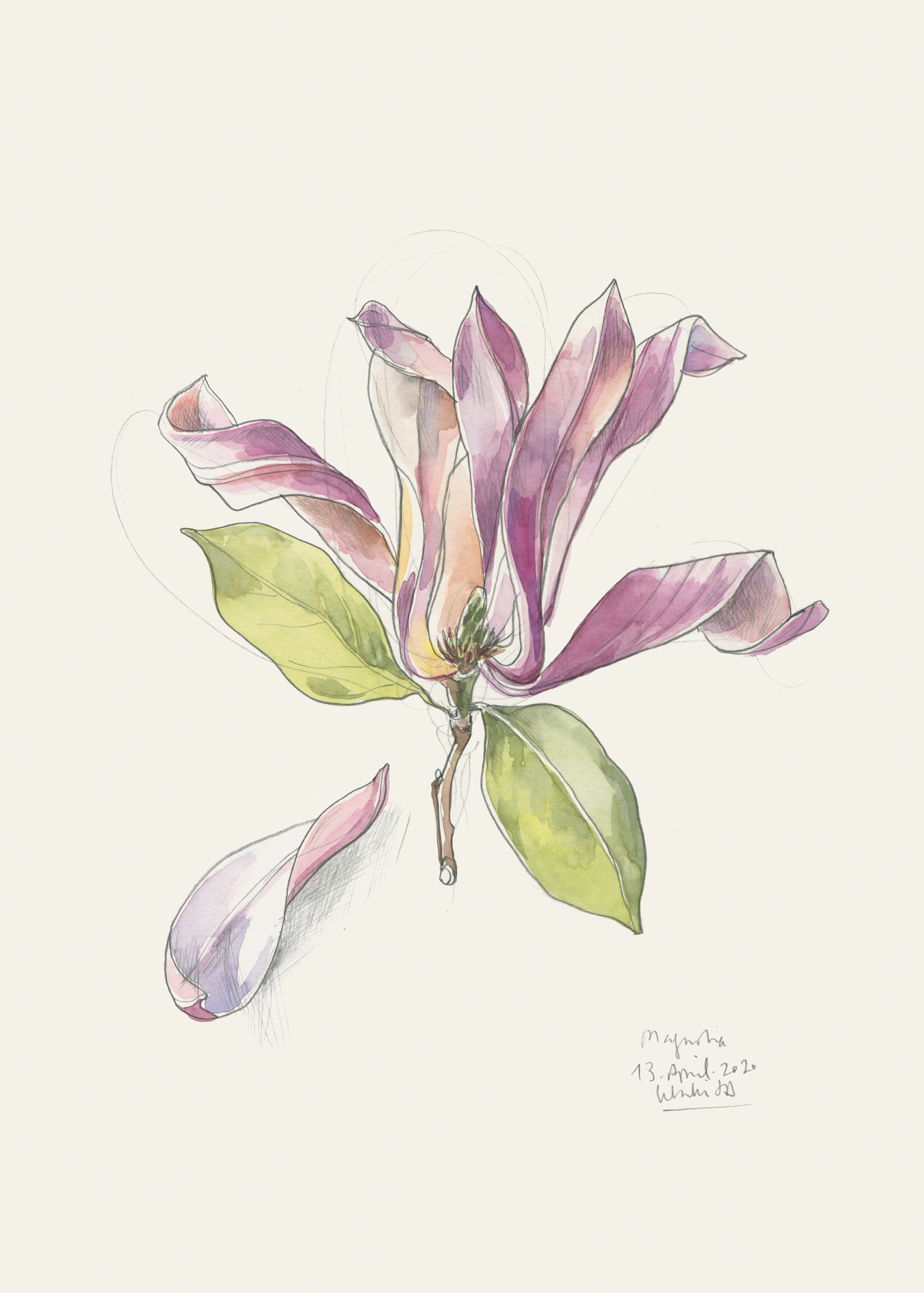 Elegant Magnolia Poster 0