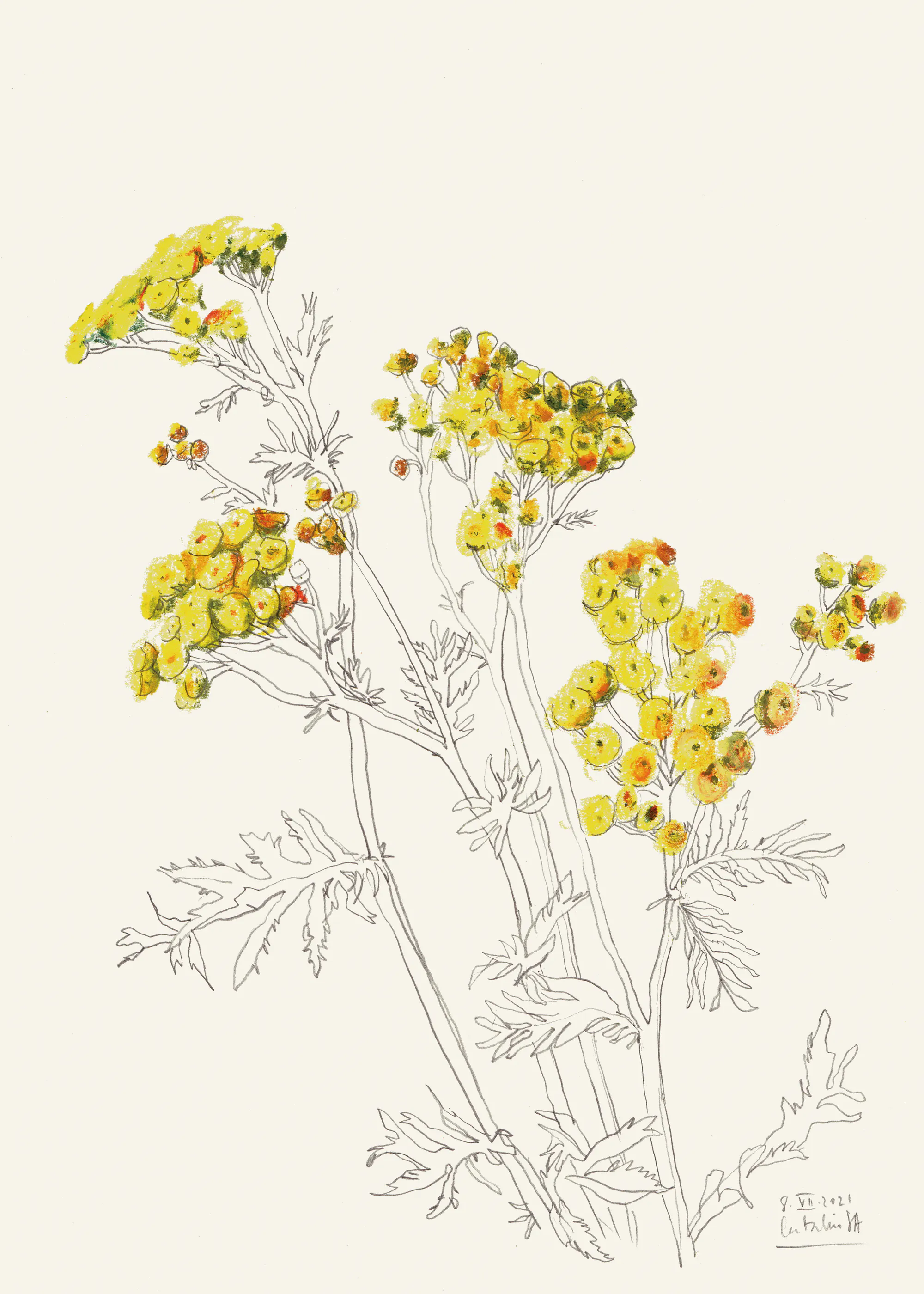 Wildblumen Eleganz Poster 0