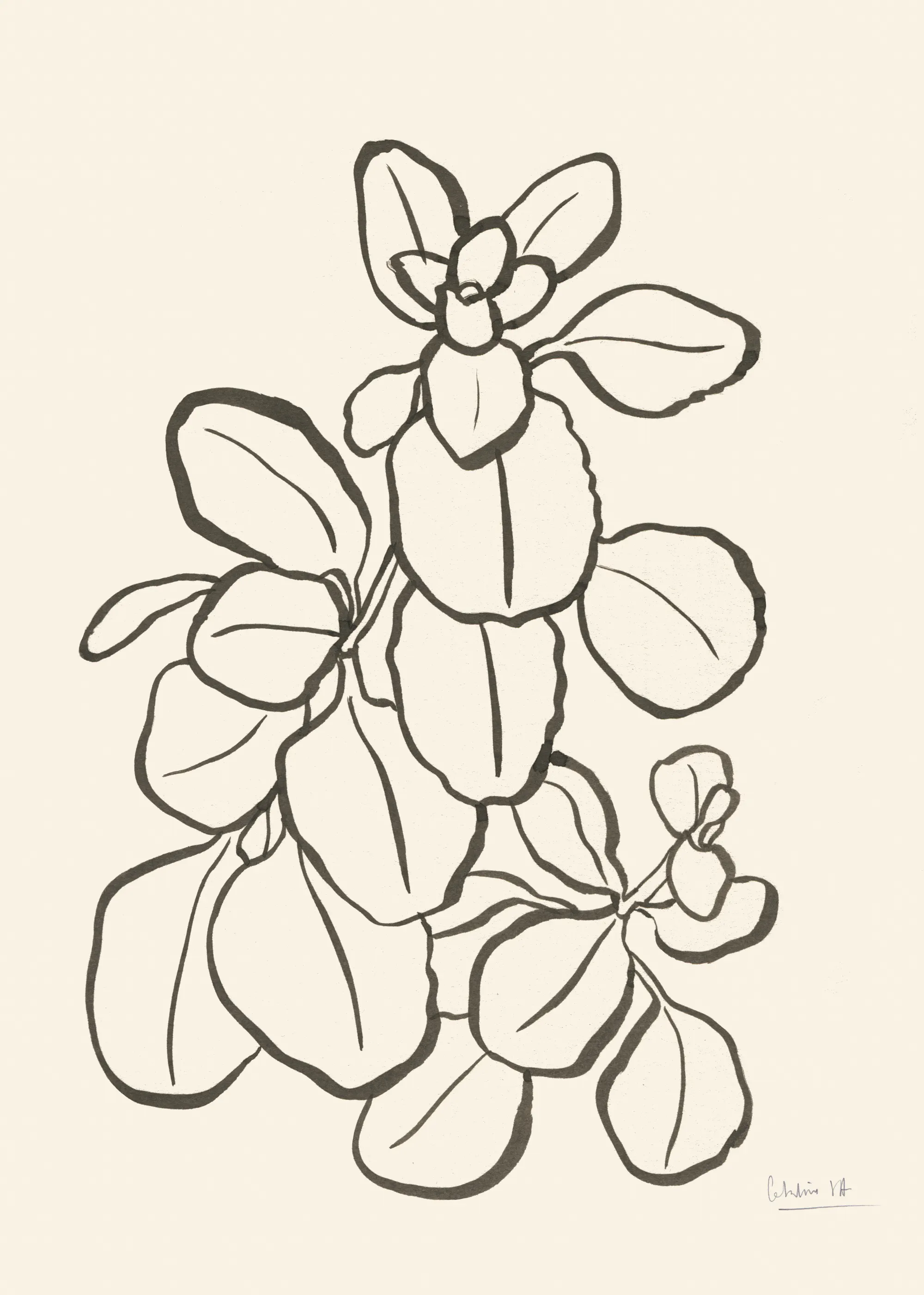 Succulente Eleganti Poster 0