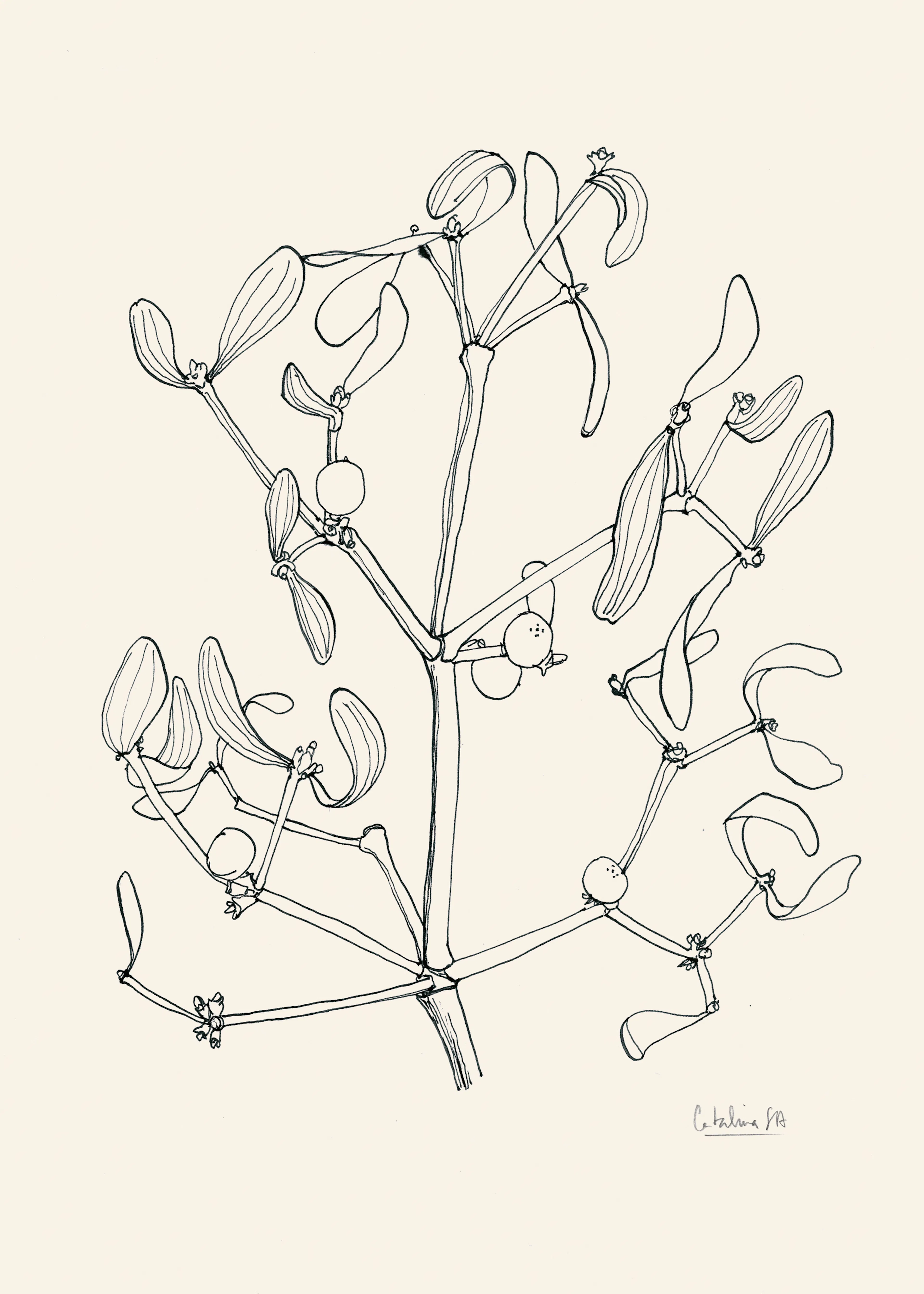 Minimalist Botanicals Poster 0