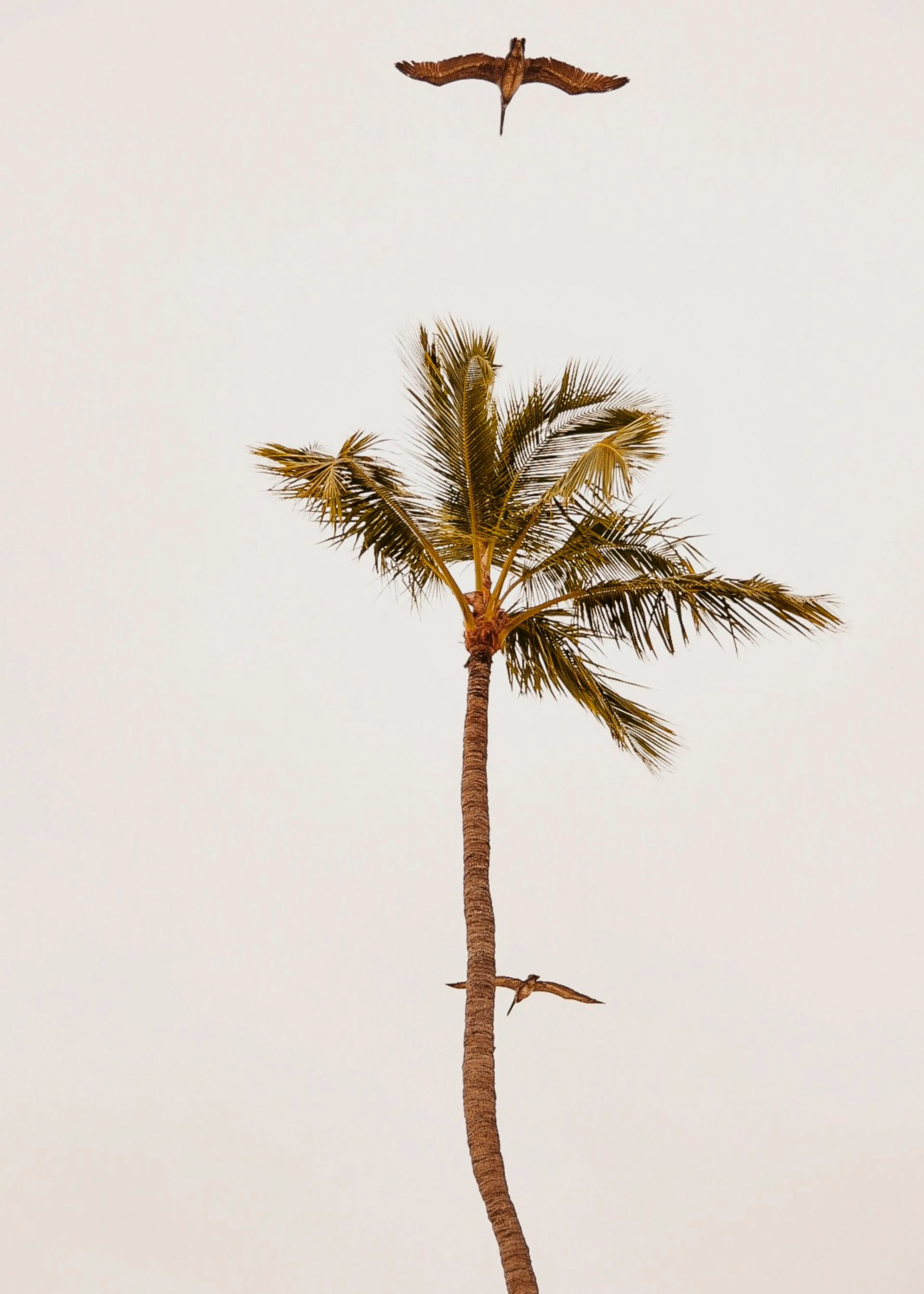 Sérénité Tropicale Marron Poster 0