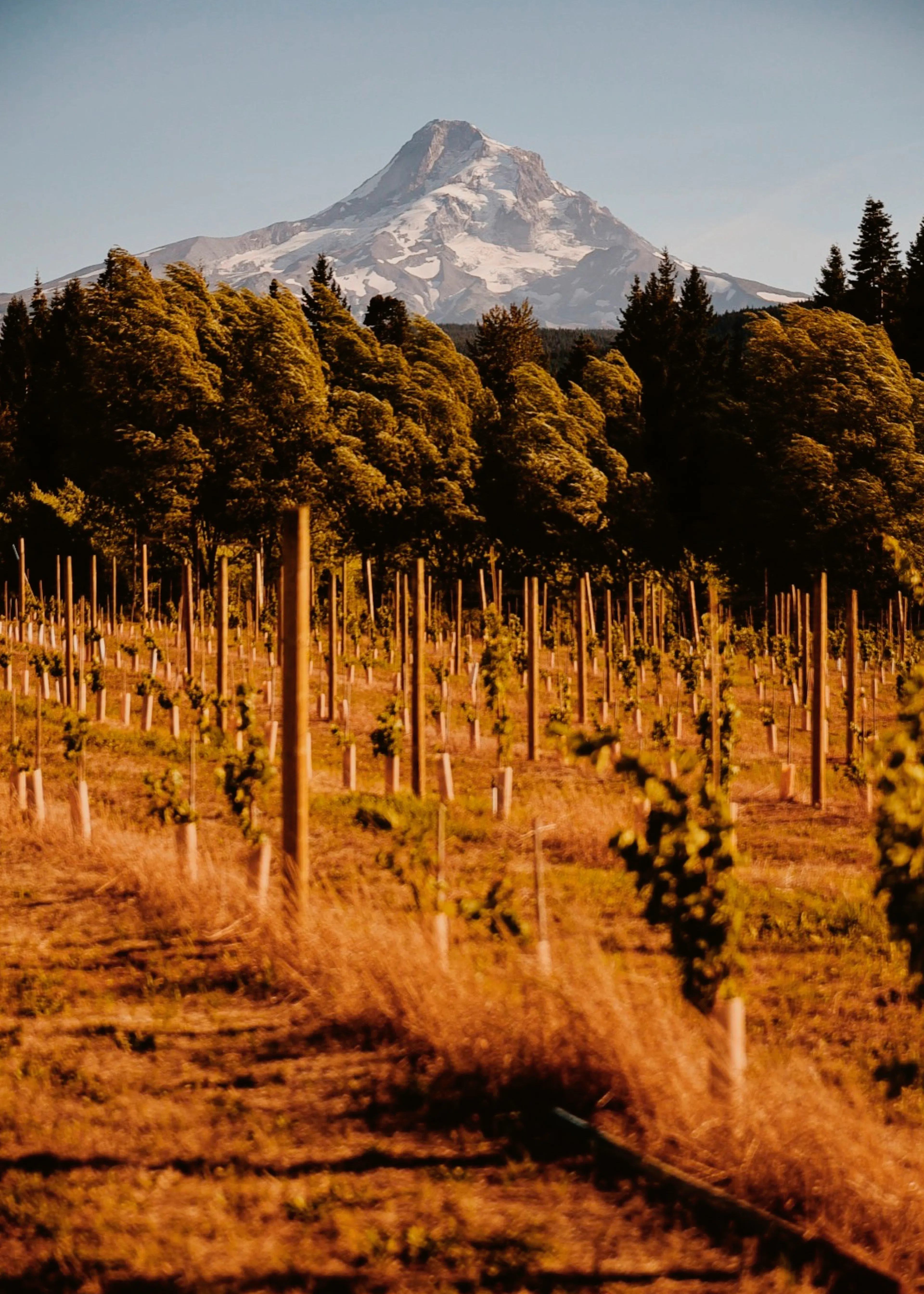Vignoble de Montagne Poster 0