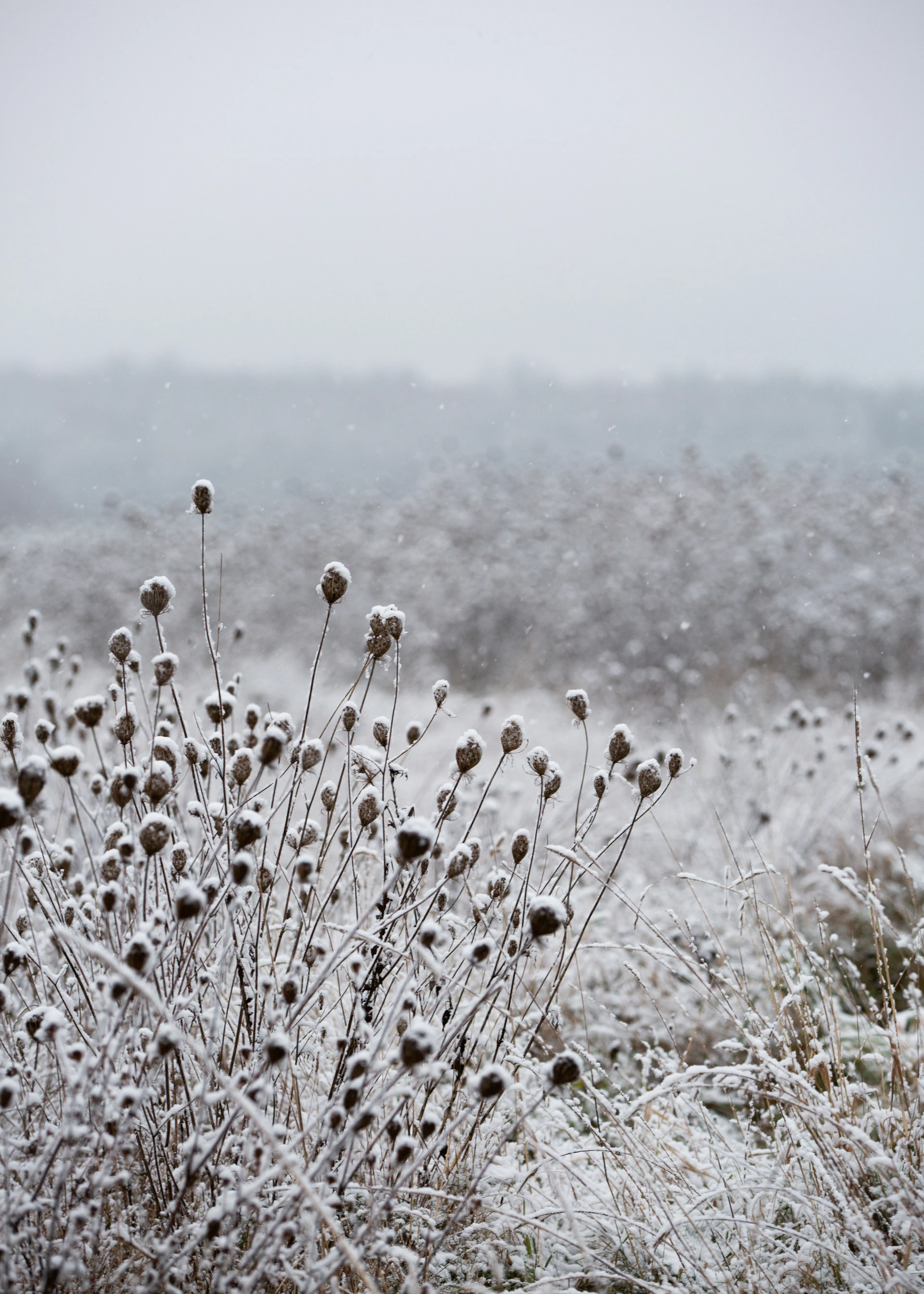 Gray Winter Serenity Poster 0