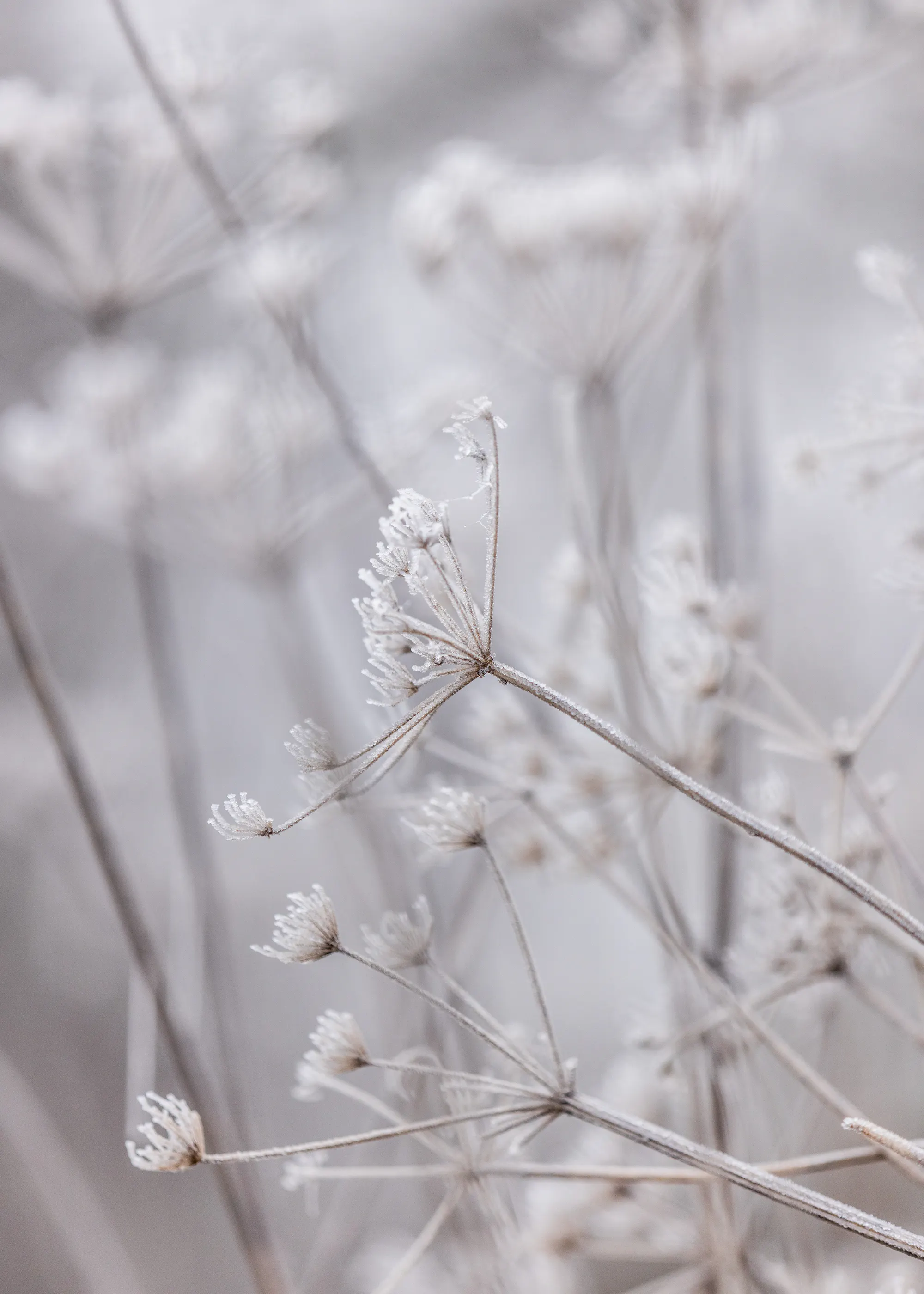 Witte Winter Sereniteit Poster 0