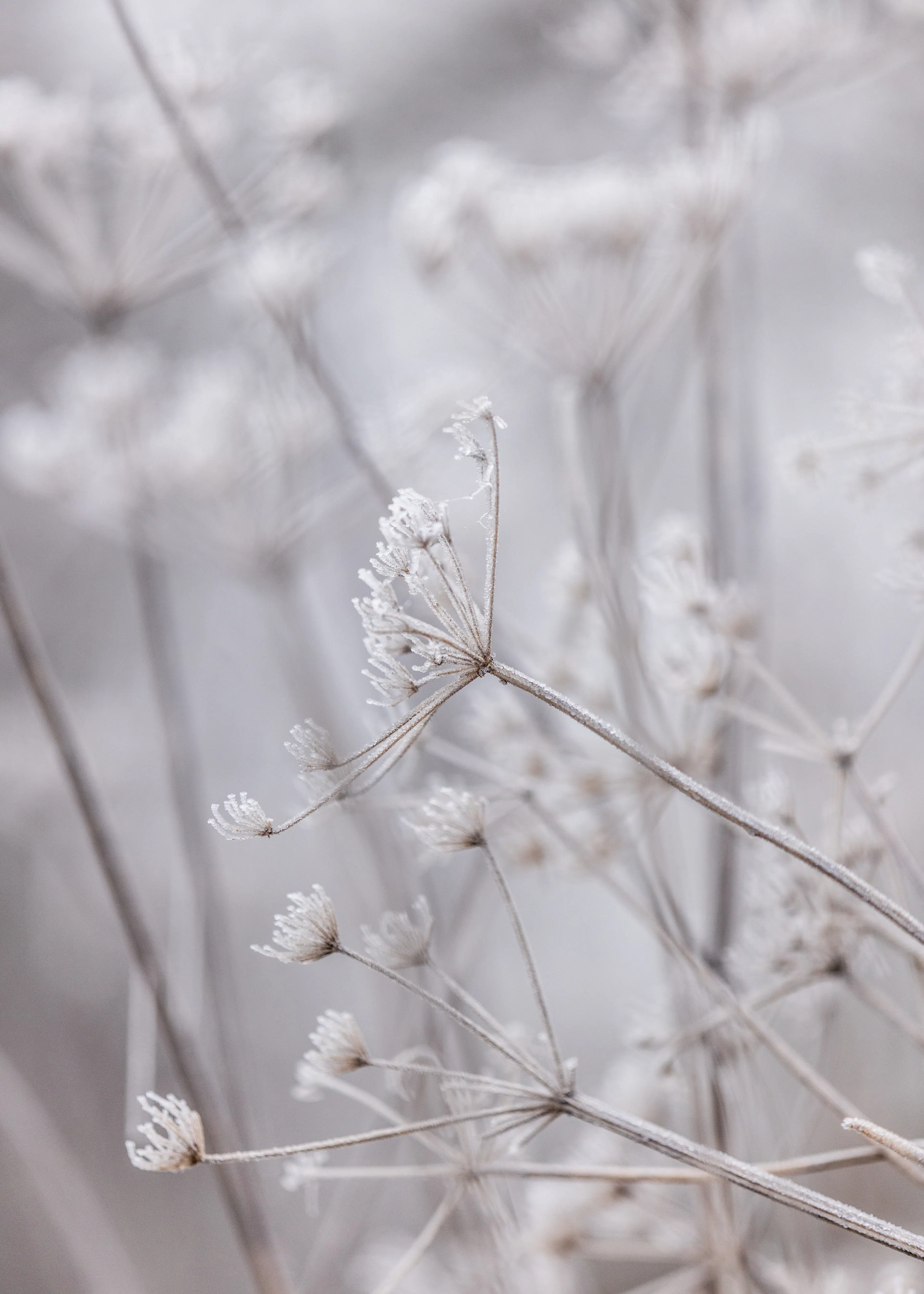 White Winter Serenity Poster 0