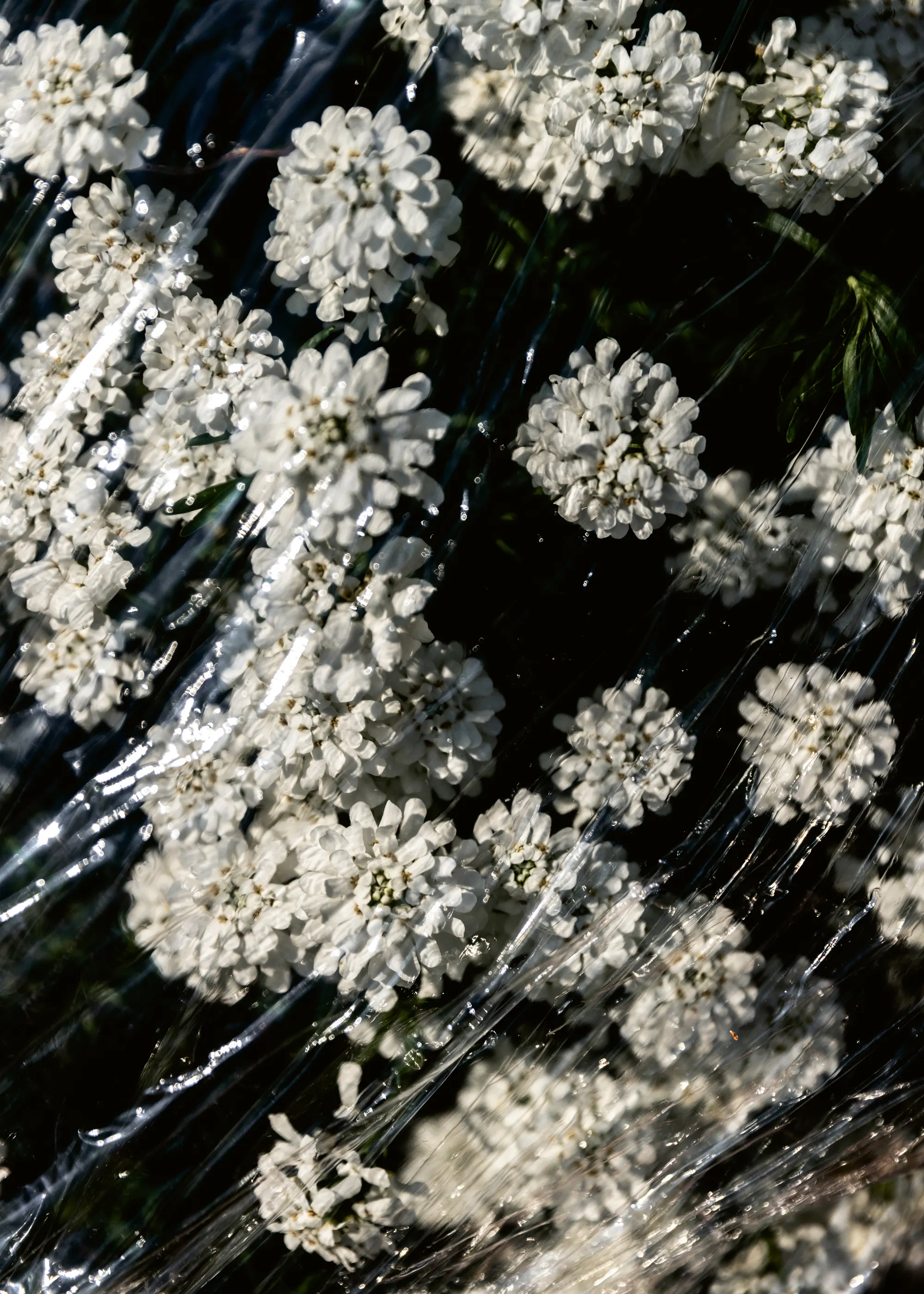 Hvit Villblomst Eleganse Plakat 0