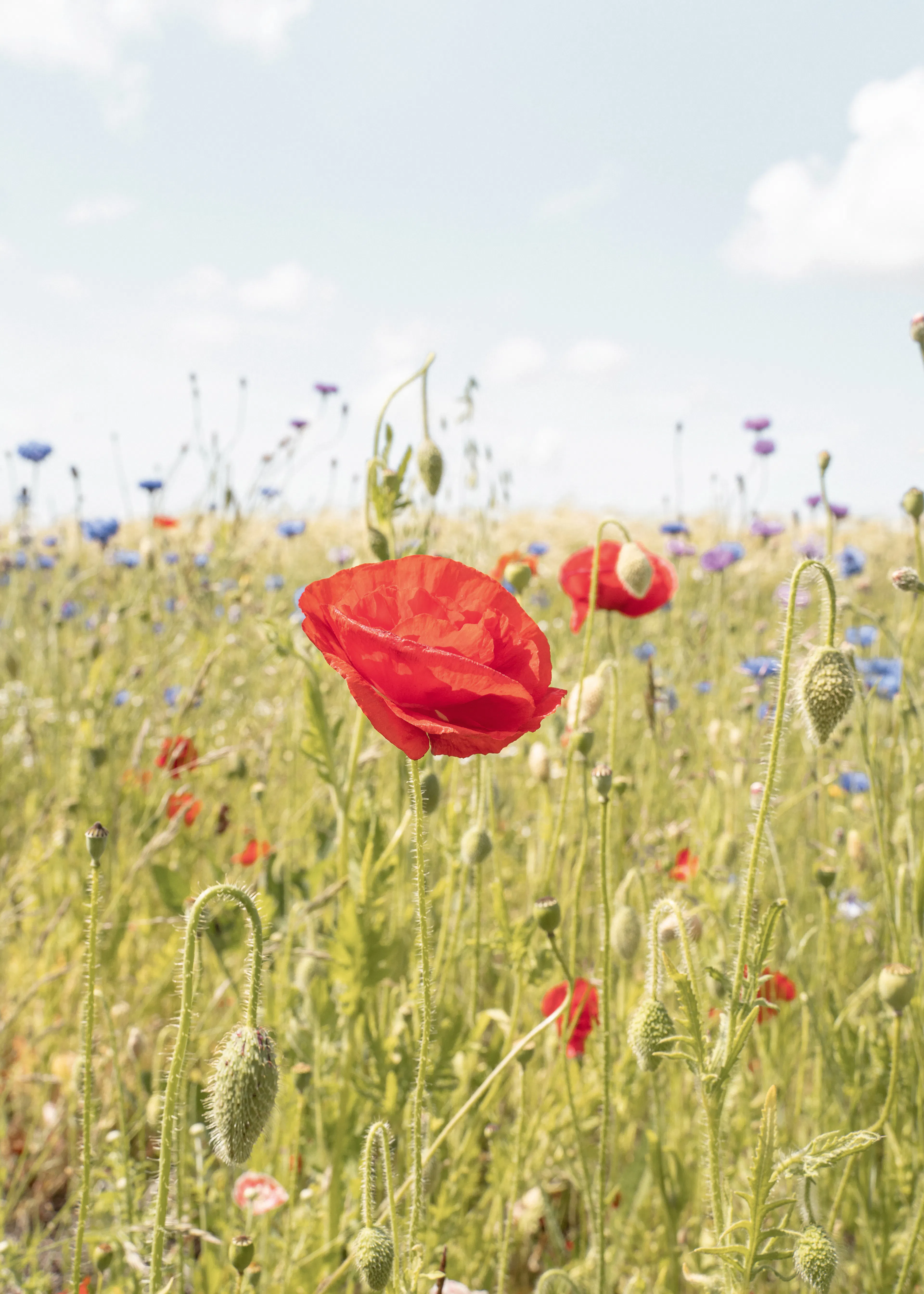 Bonheur des Fleurs Sauvages Poster 0