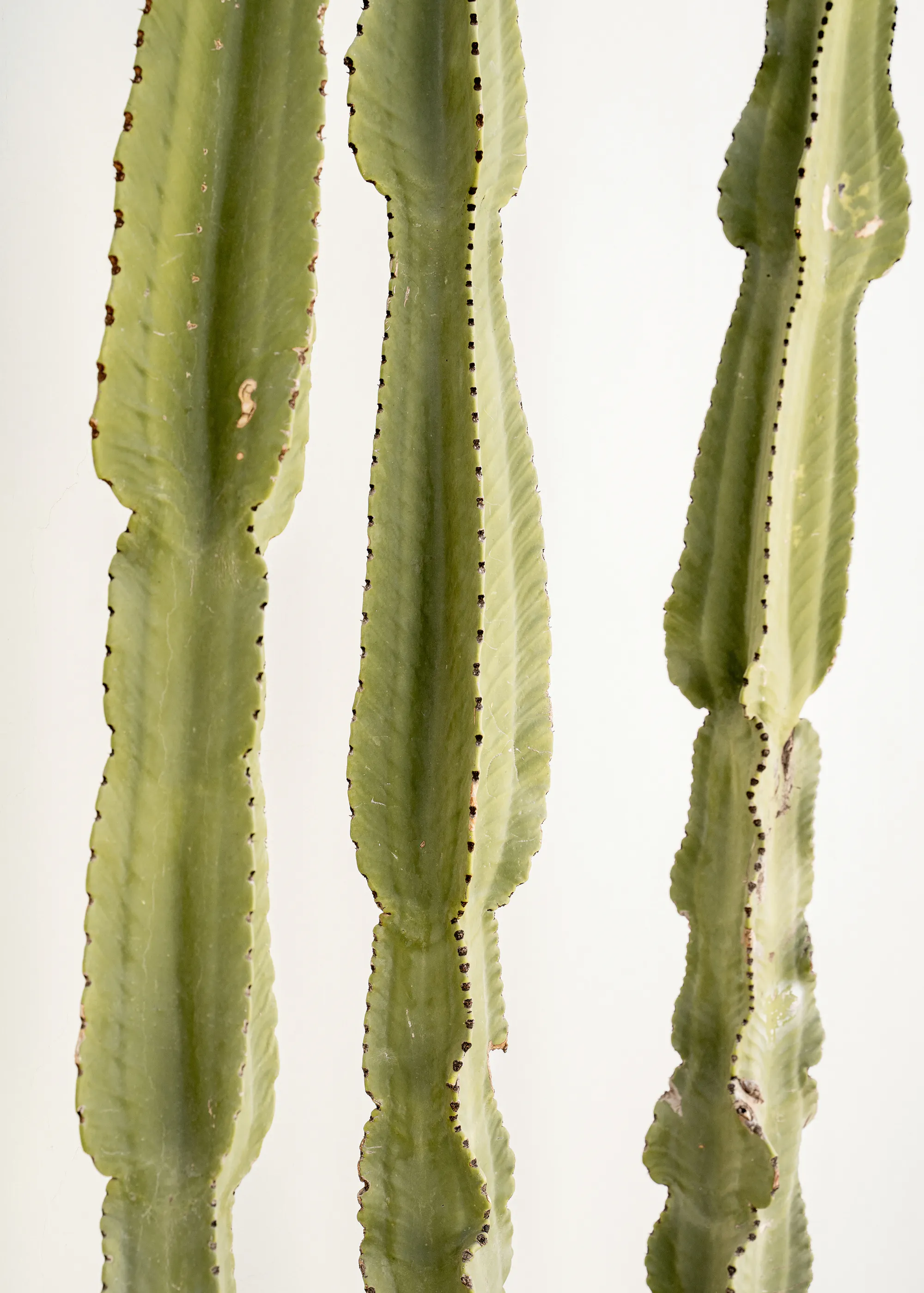 Cactus Elegance Poster 0